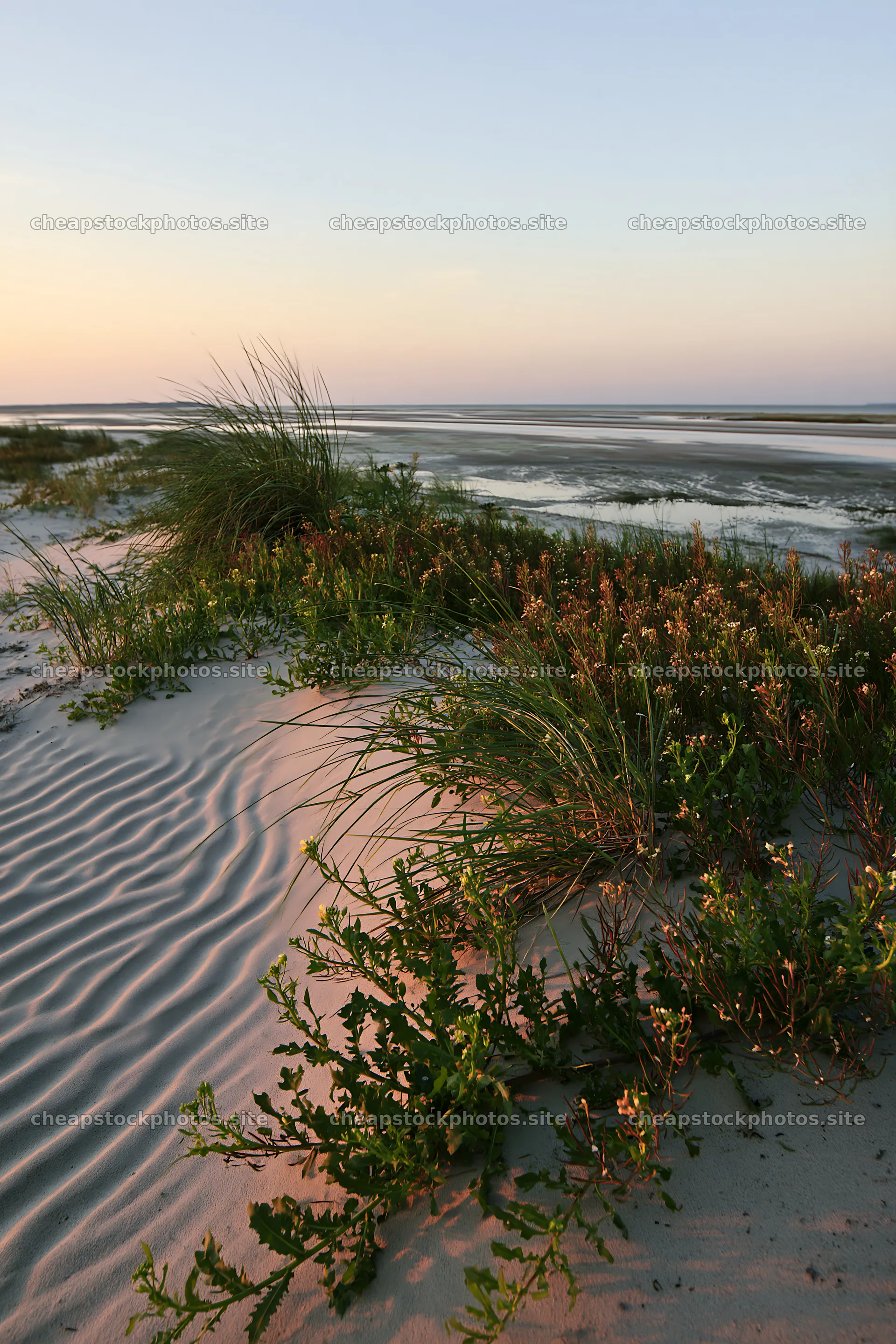 Beachside flower meadow under evening light – stock photos 6480x9722