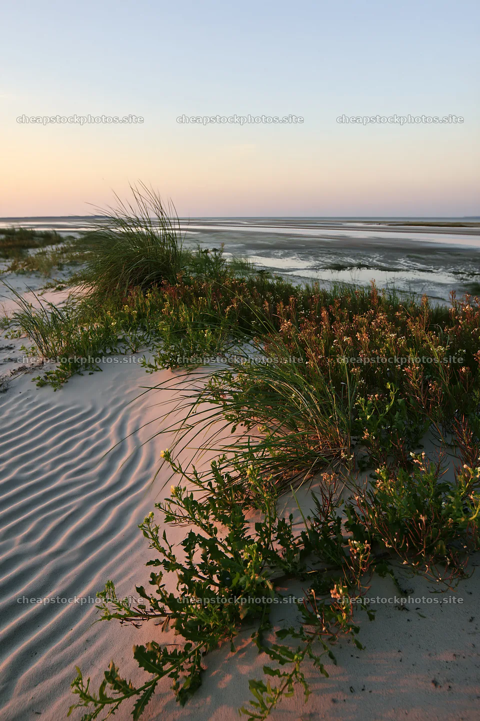 Beachside flower meadow under evening light – stock photos 6480x9722