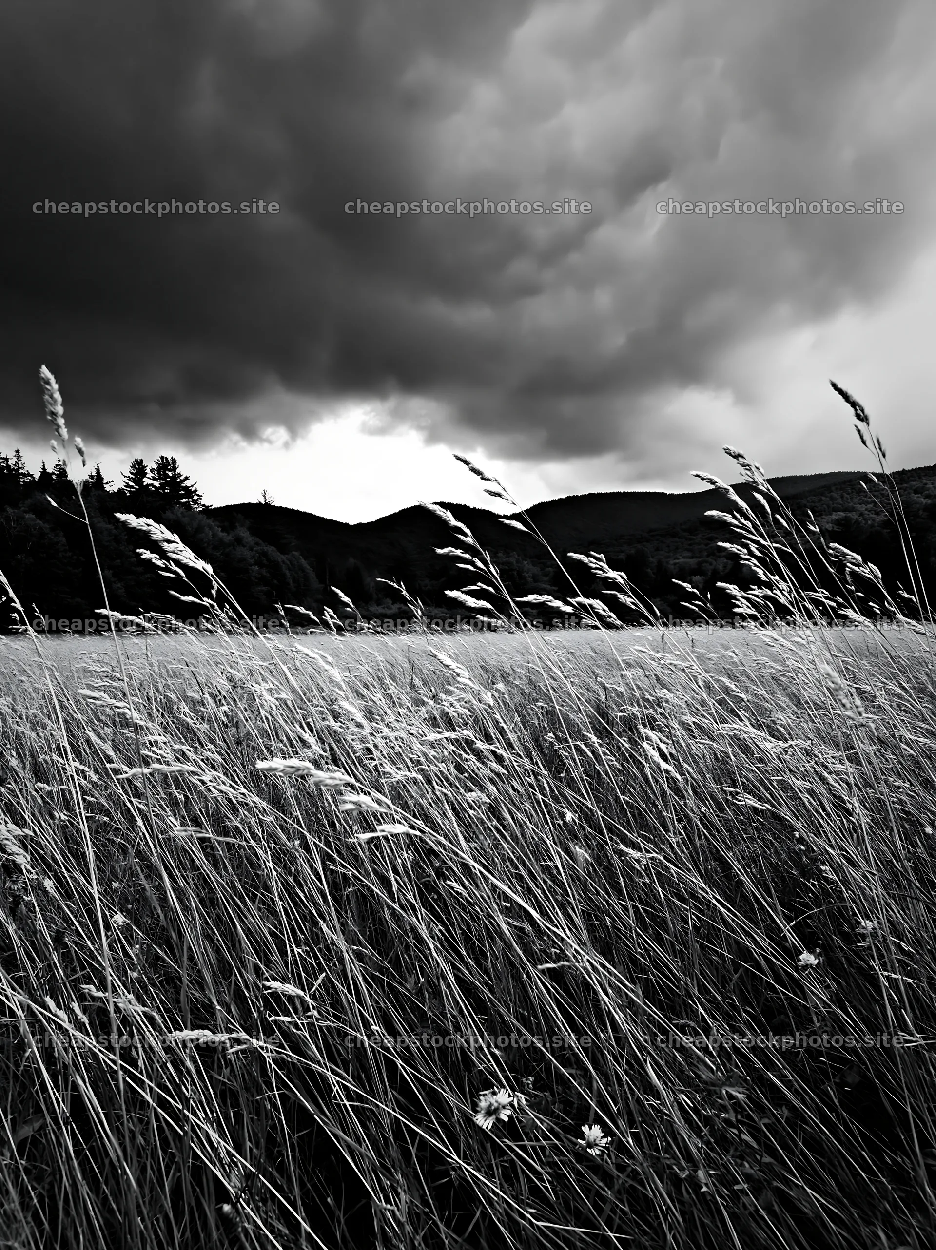 Tall grass meadow under dark clouds in a natural setting – stock photos 6866x9174