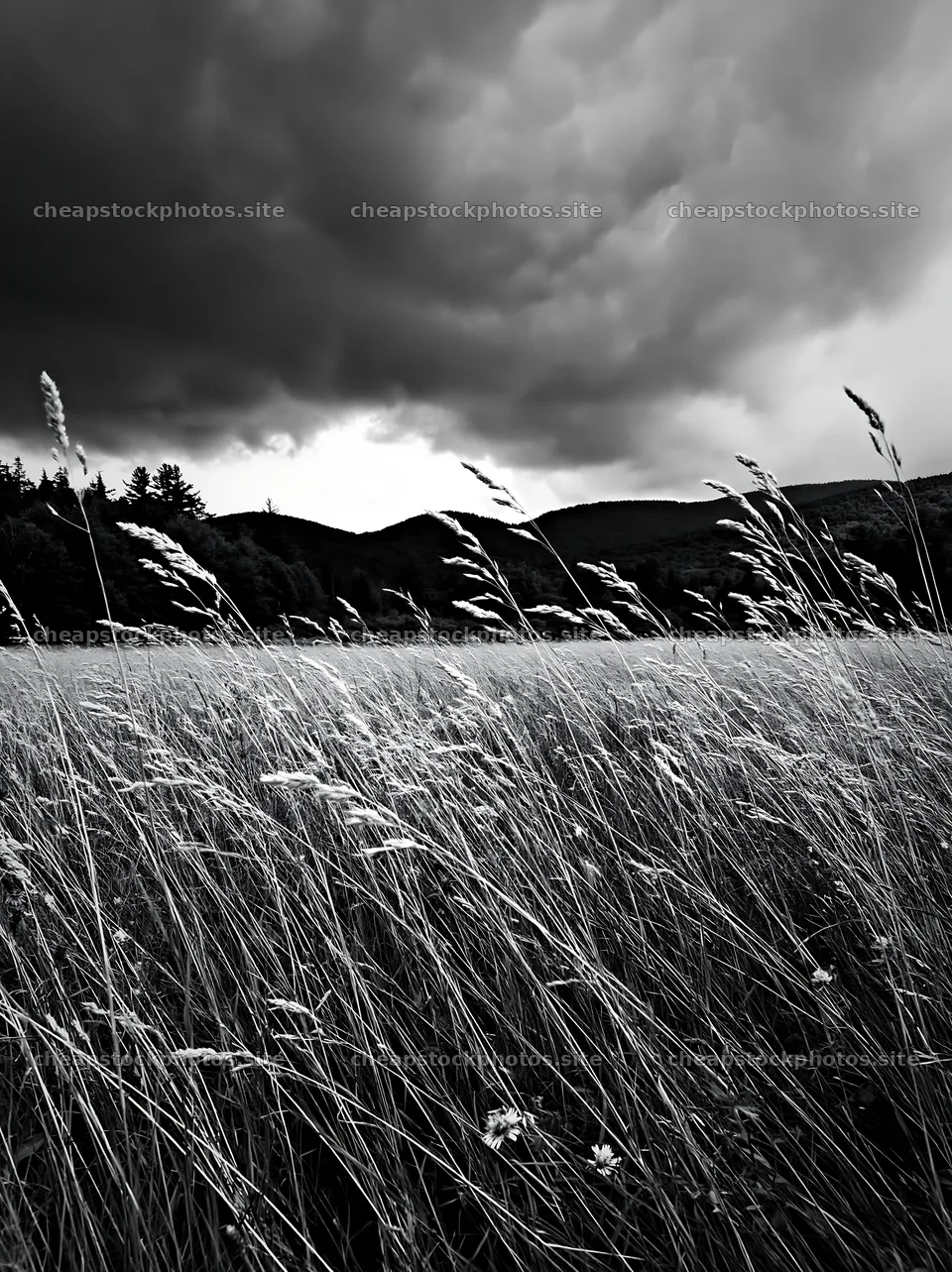 Tall grass meadow under dark clouds in a natural setting – stock photos 6866x9174