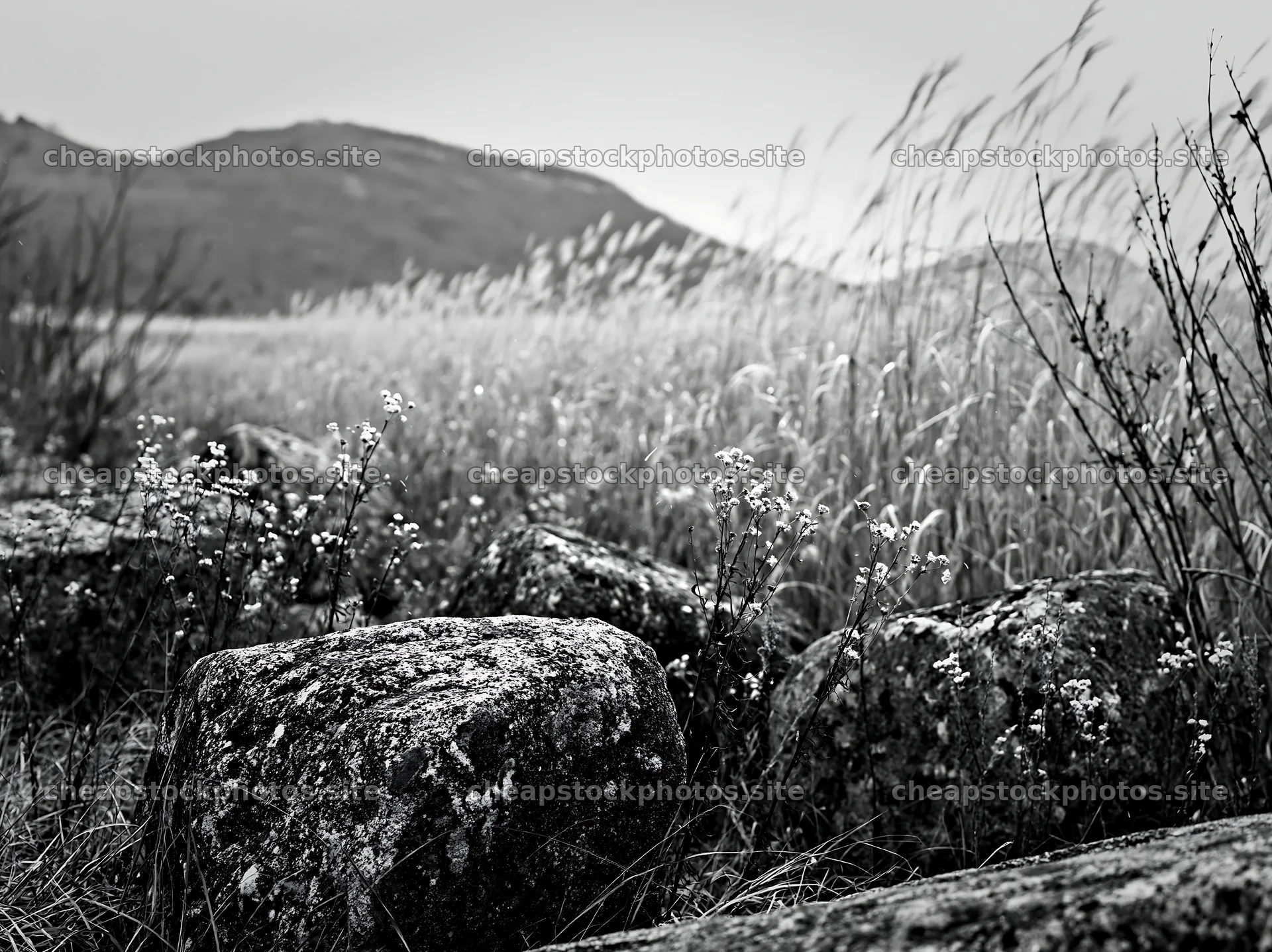 Rewilded Akita silver grass meadow stones – stock photos 9174x6866