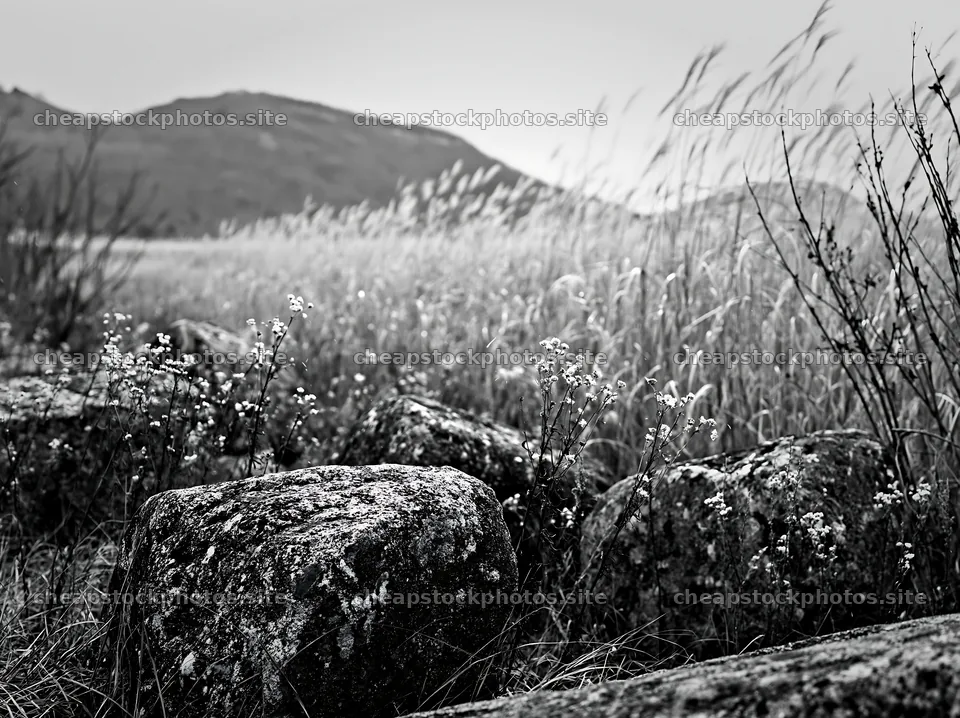 Rewilded Akita silver grass meadow stones – stock photos 9174x6866