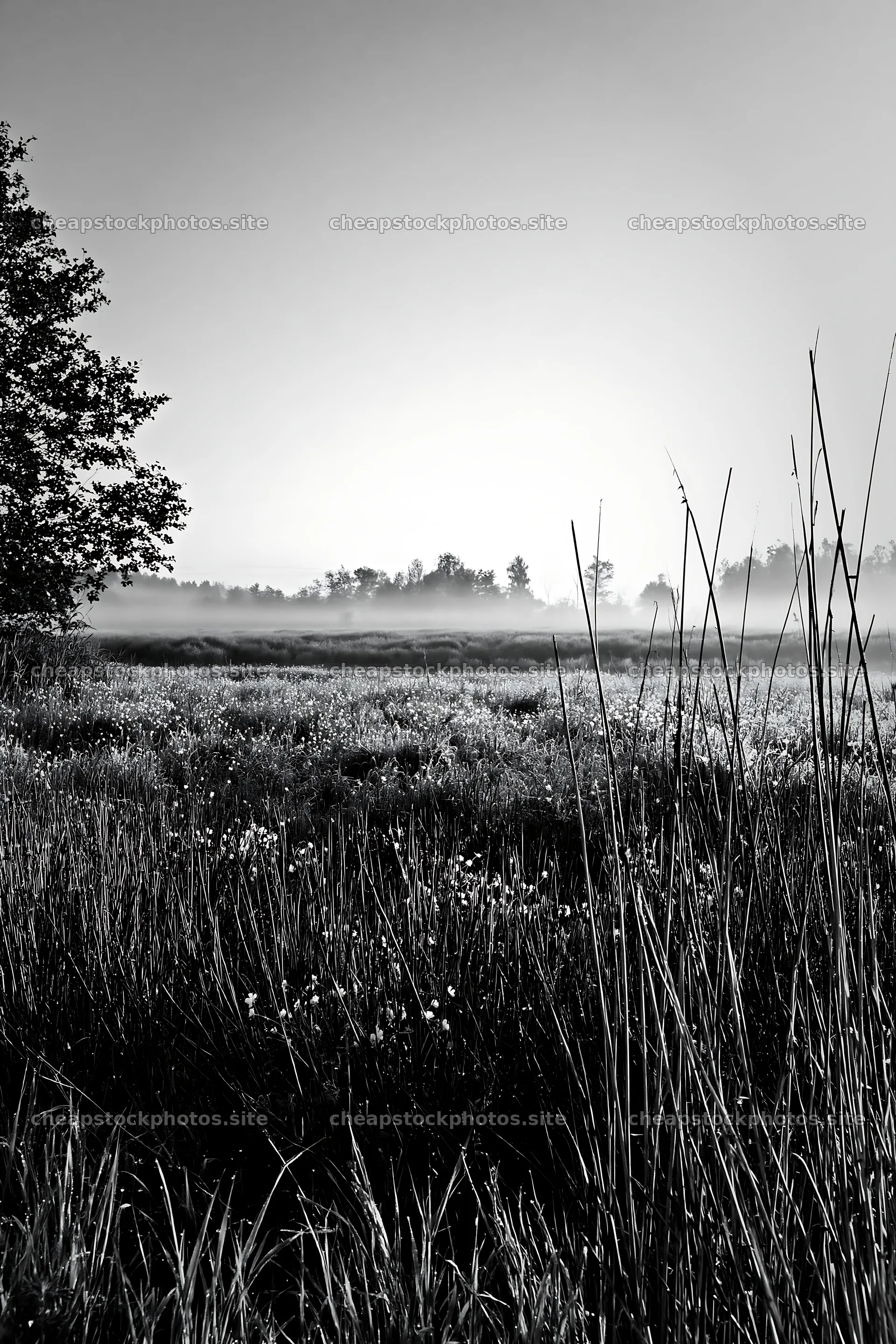 Saga floodplain meadow with reeds at dawn – stock photos 6480x9722