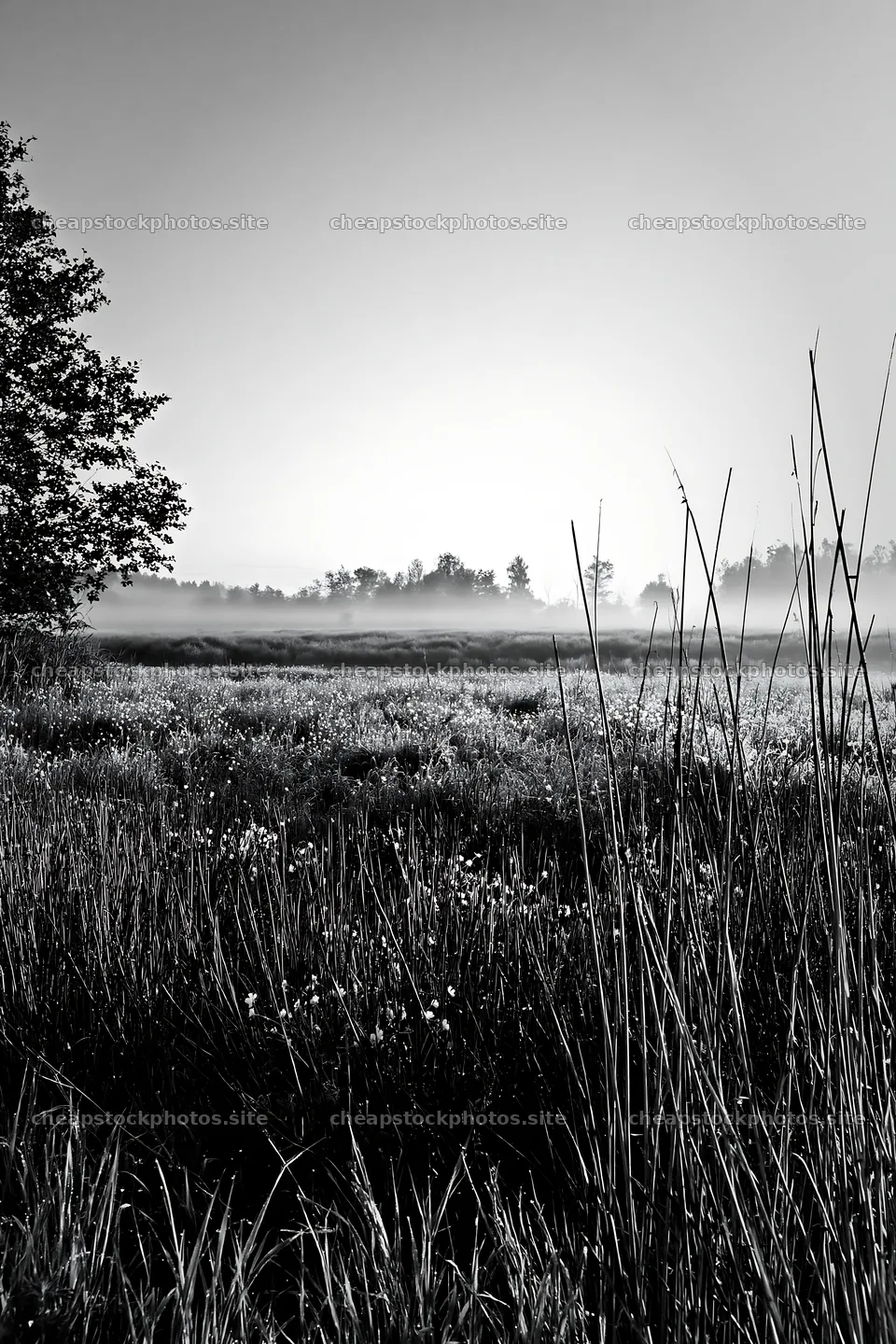Saga floodplain meadow with reeds at dawn – stock photos 6480x9722