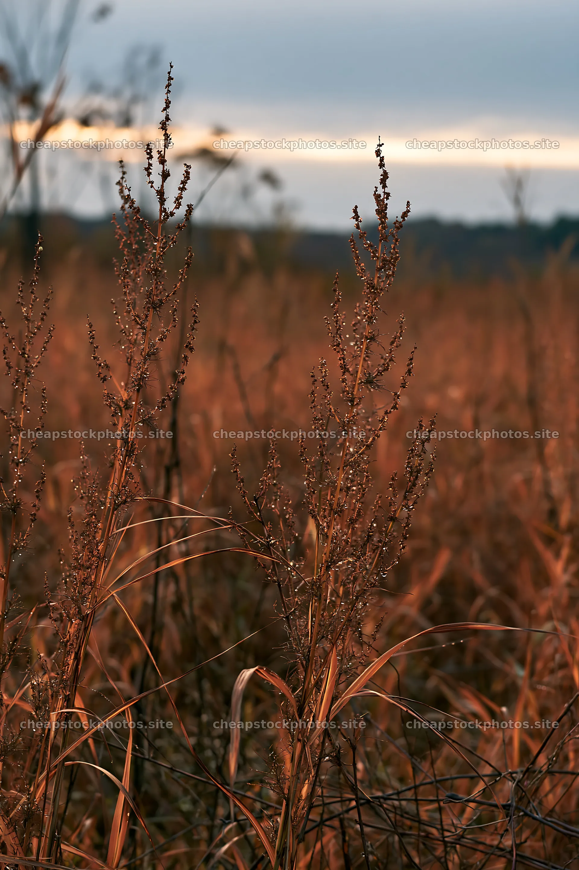 Aichi restored meadow autumn seedheads foreground – stock photos 6480x9722