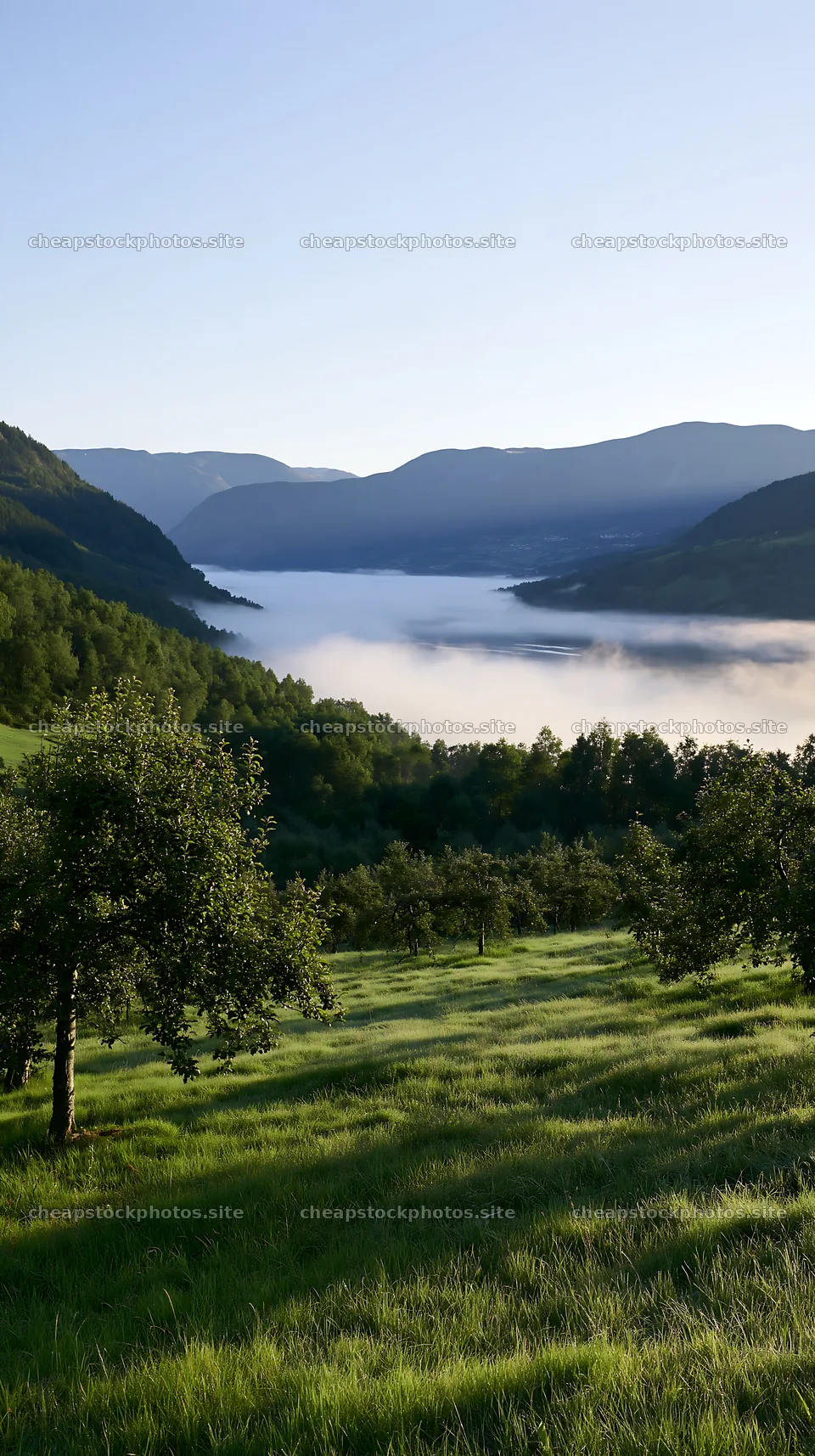 Fjord orchard meadow during morning fog in Norway – stock photos 5938x10608