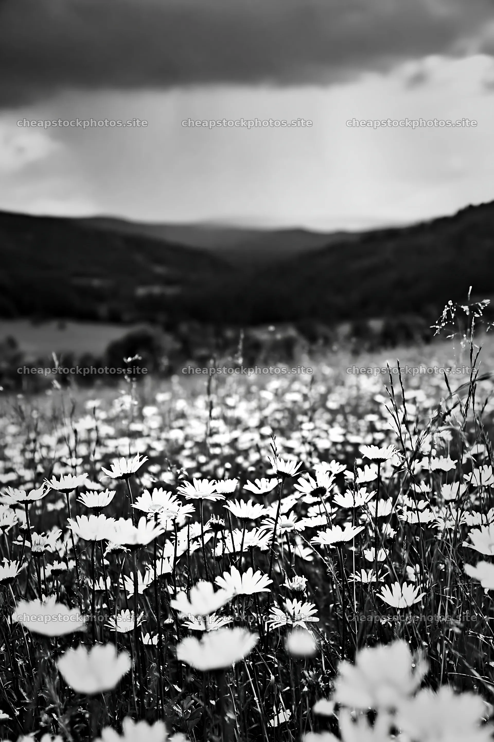 Rainy valley meadow filled with white flowers – stock photos 6480x9722