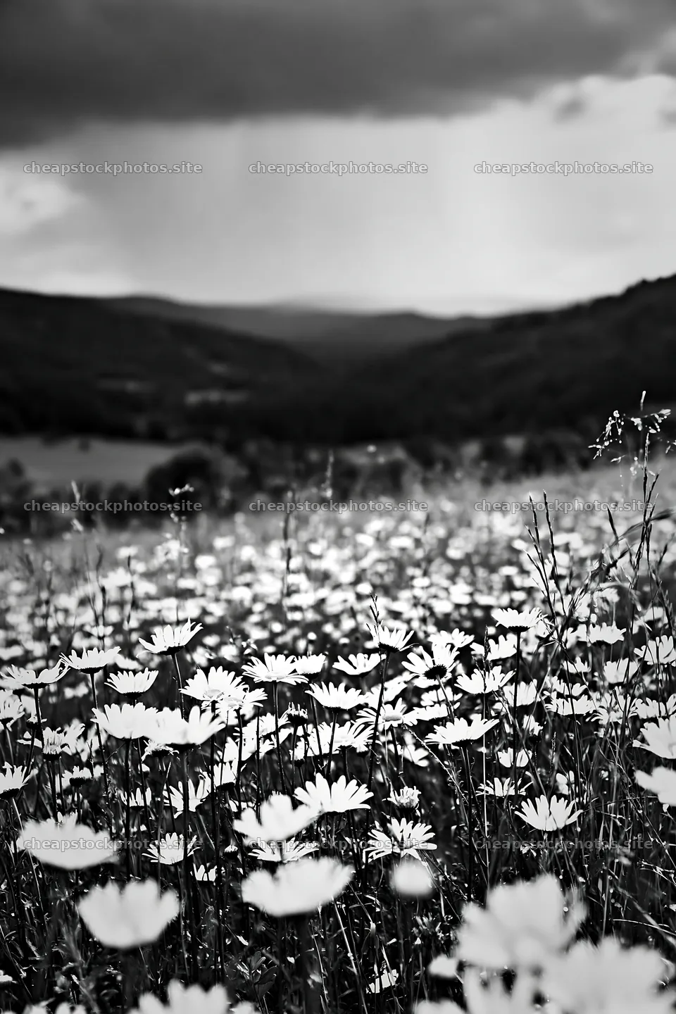 Rainy valley meadow filled with white flowers – stock photos 6480x9722