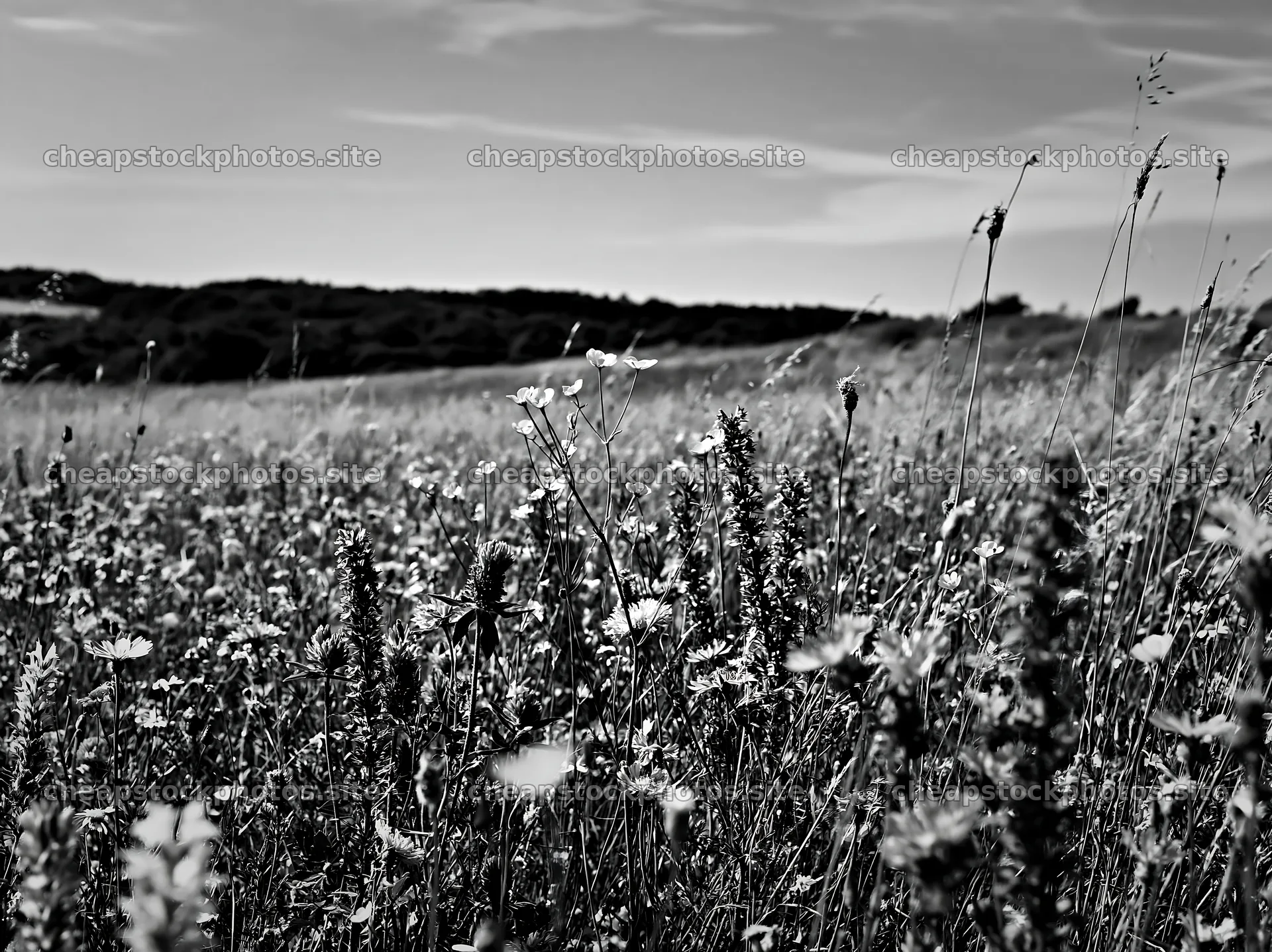 Climate-resilient meadow with wildflowers under clear sky – stock photos 9174x6866