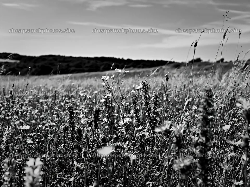 Climate-resilient meadow with wildflowers under clear sky – stock photos 9174x6866