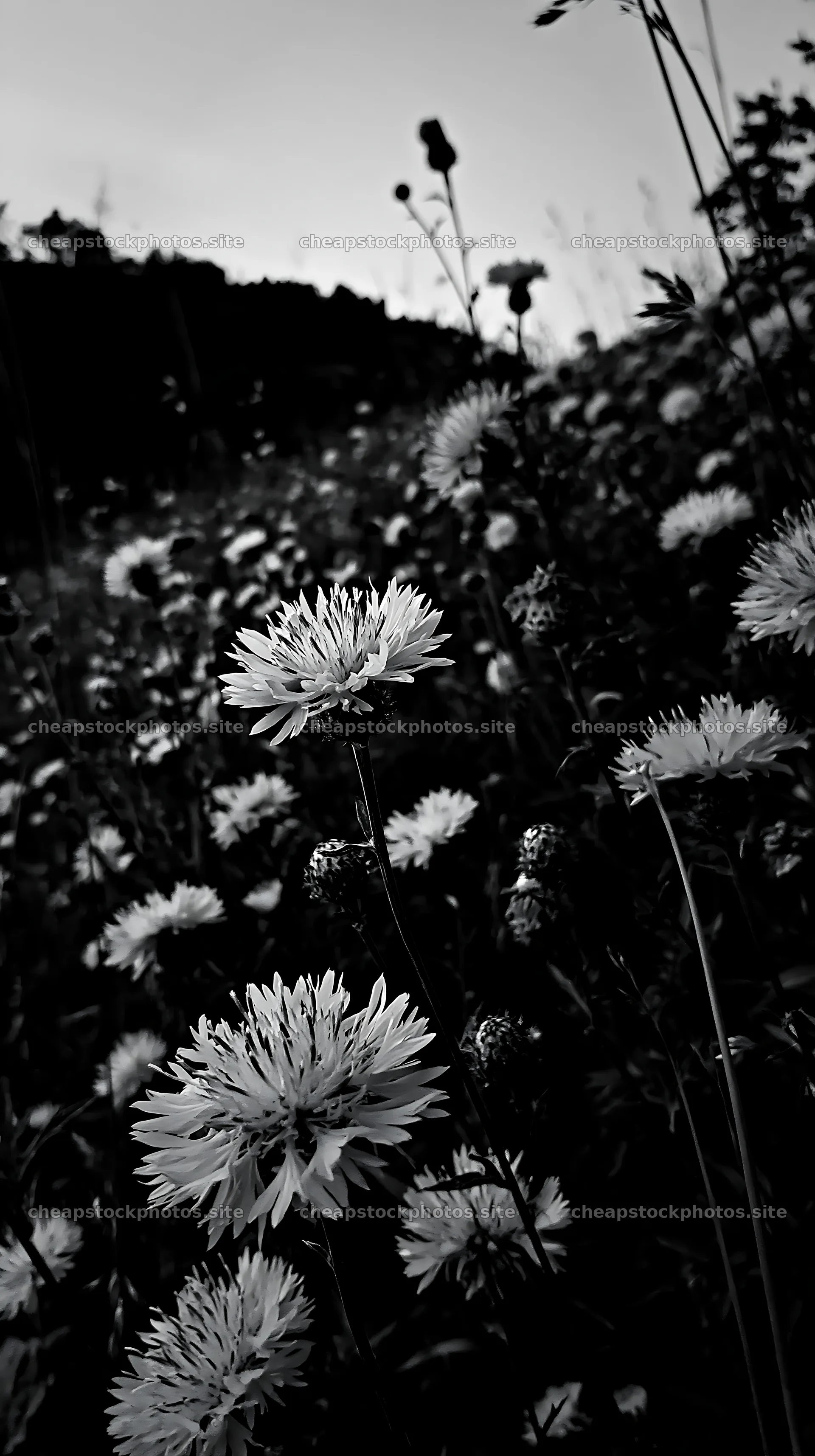 Violet knapweed meadow in black and white landscape setting – stock photos 5938x10608