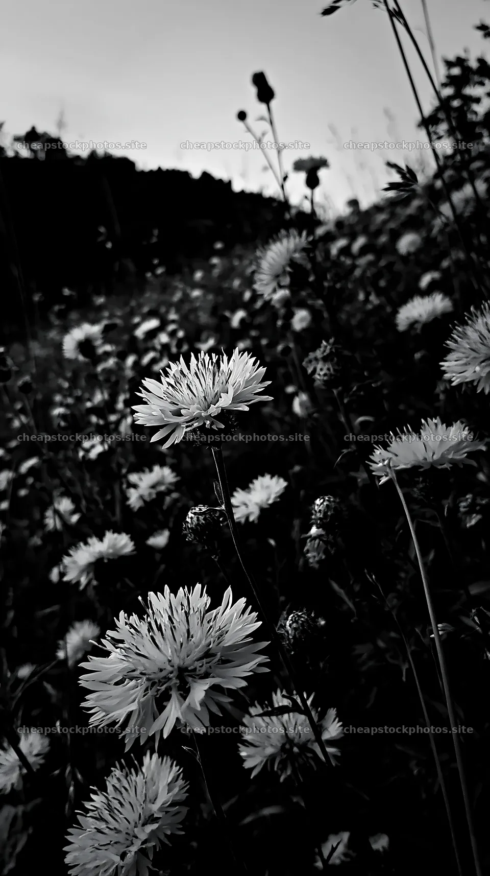 Violet knapweed meadow in black and white landscape setting – stock photos 5938x10608