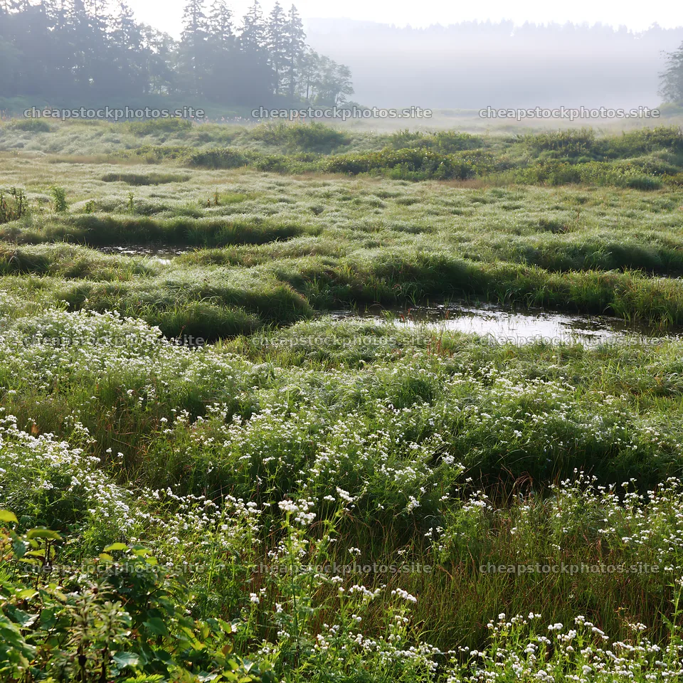 Niigata floodplain restoration meadow dew foreground – stock photos 7938x7938
