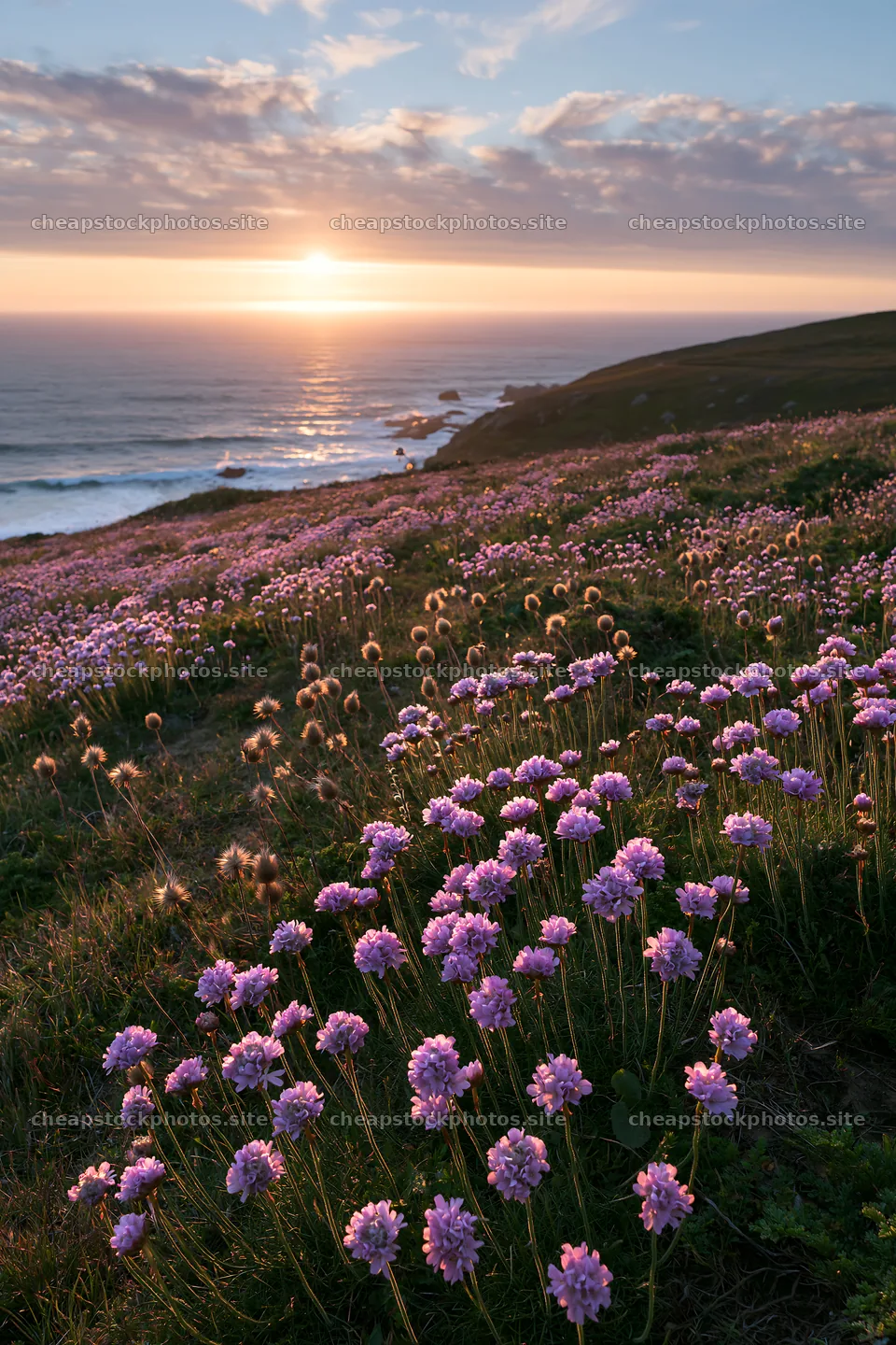 Meadow flowers above Atlantic coast during sunset in Portugal – stock photos 6480x9722