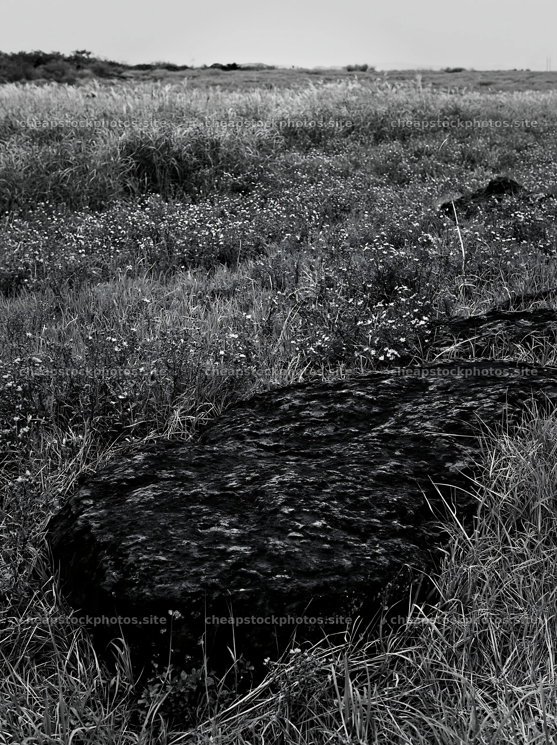 Kumamoto volcanic meadow dark rock foreground with grass and flowers – stock photos 6866x9174