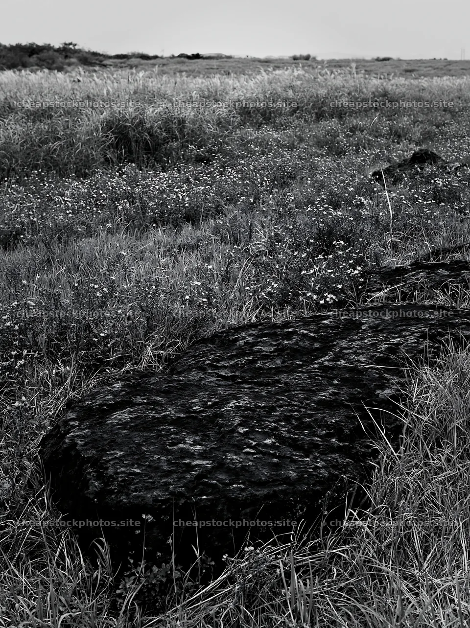 Kumamoto volcanic meadow dark rock foreground with grass and flowers – stock photos 6866x9174