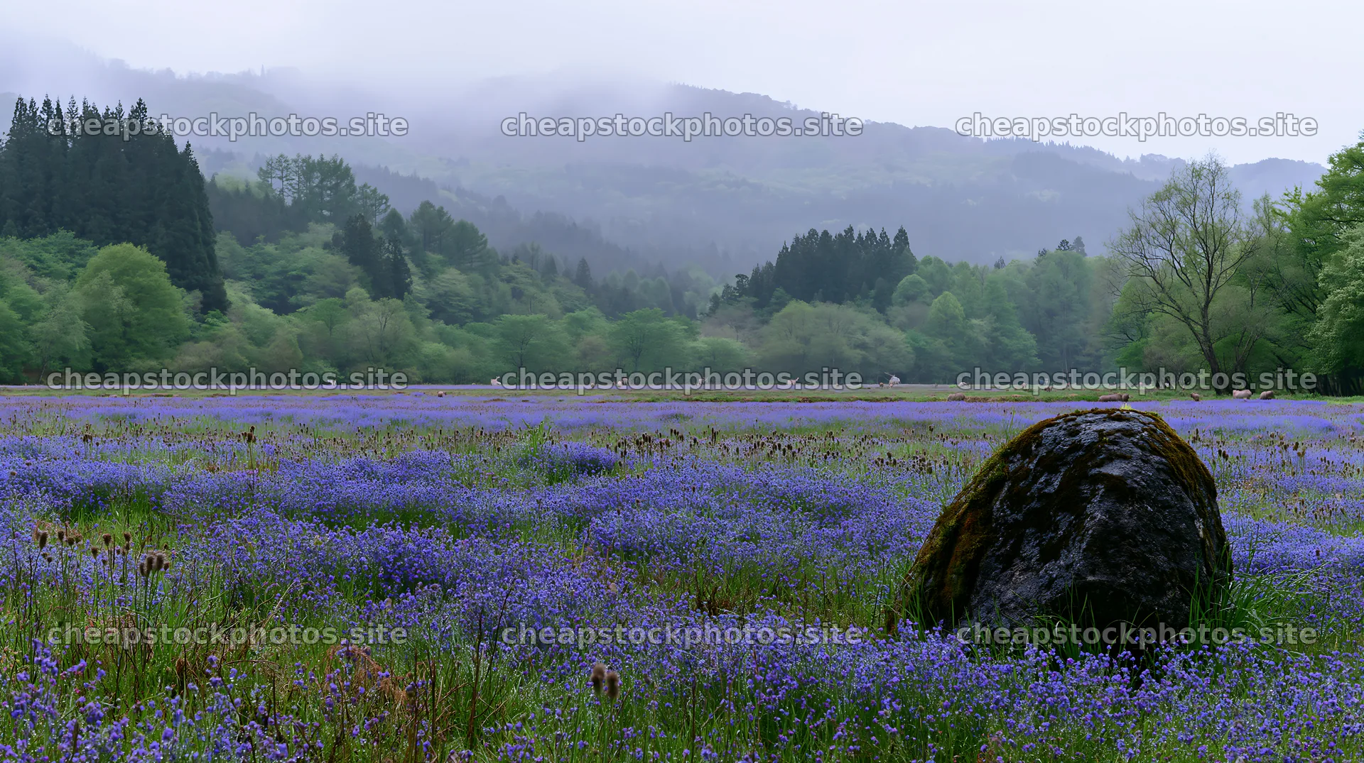 Mossy stone in Miyagi spring recovery meadow with purple flowers – stock photos 10608x5938