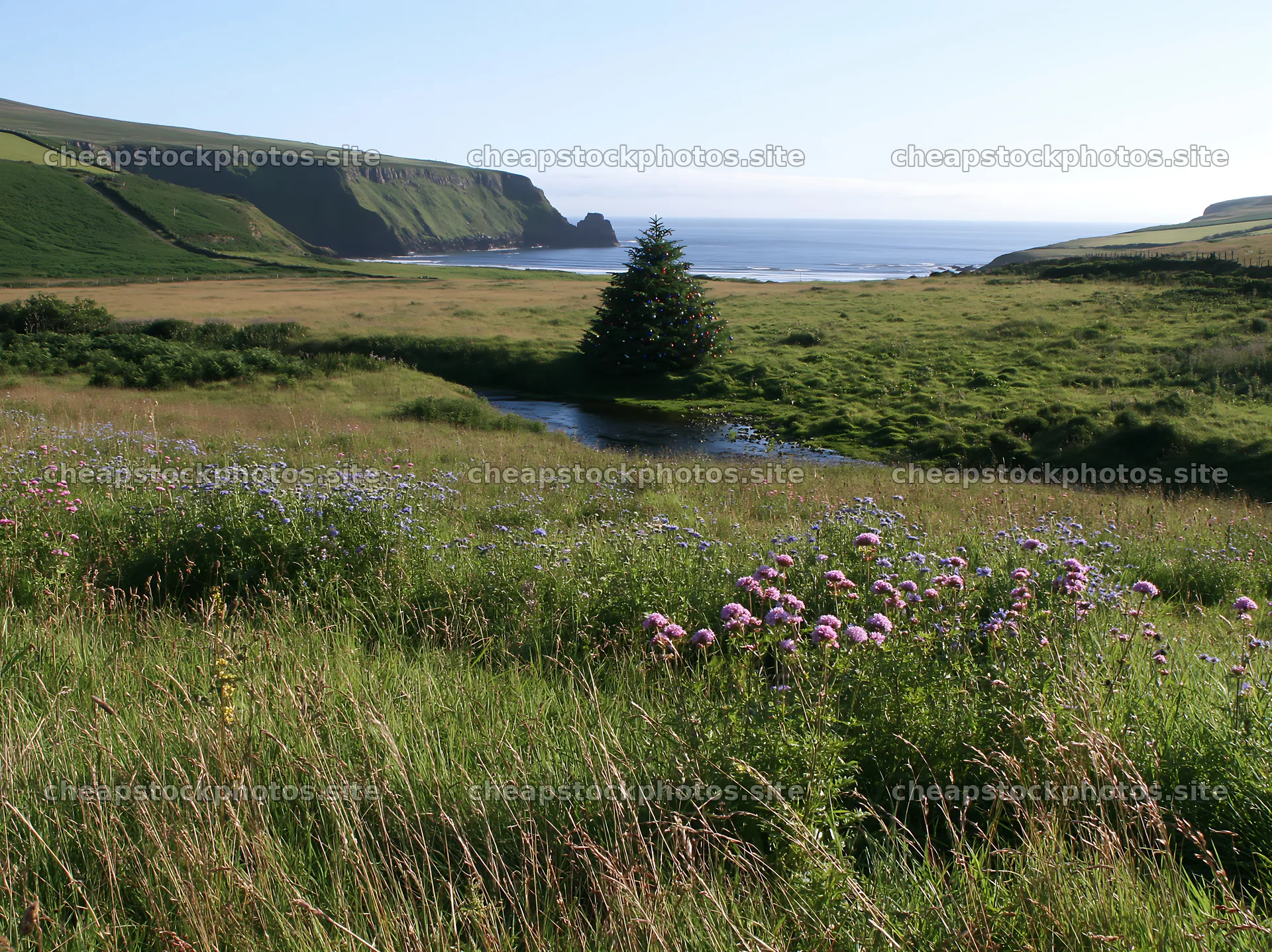 Christmas tree near stream in meadow with coastal cliffs – stock photos 9174x6866