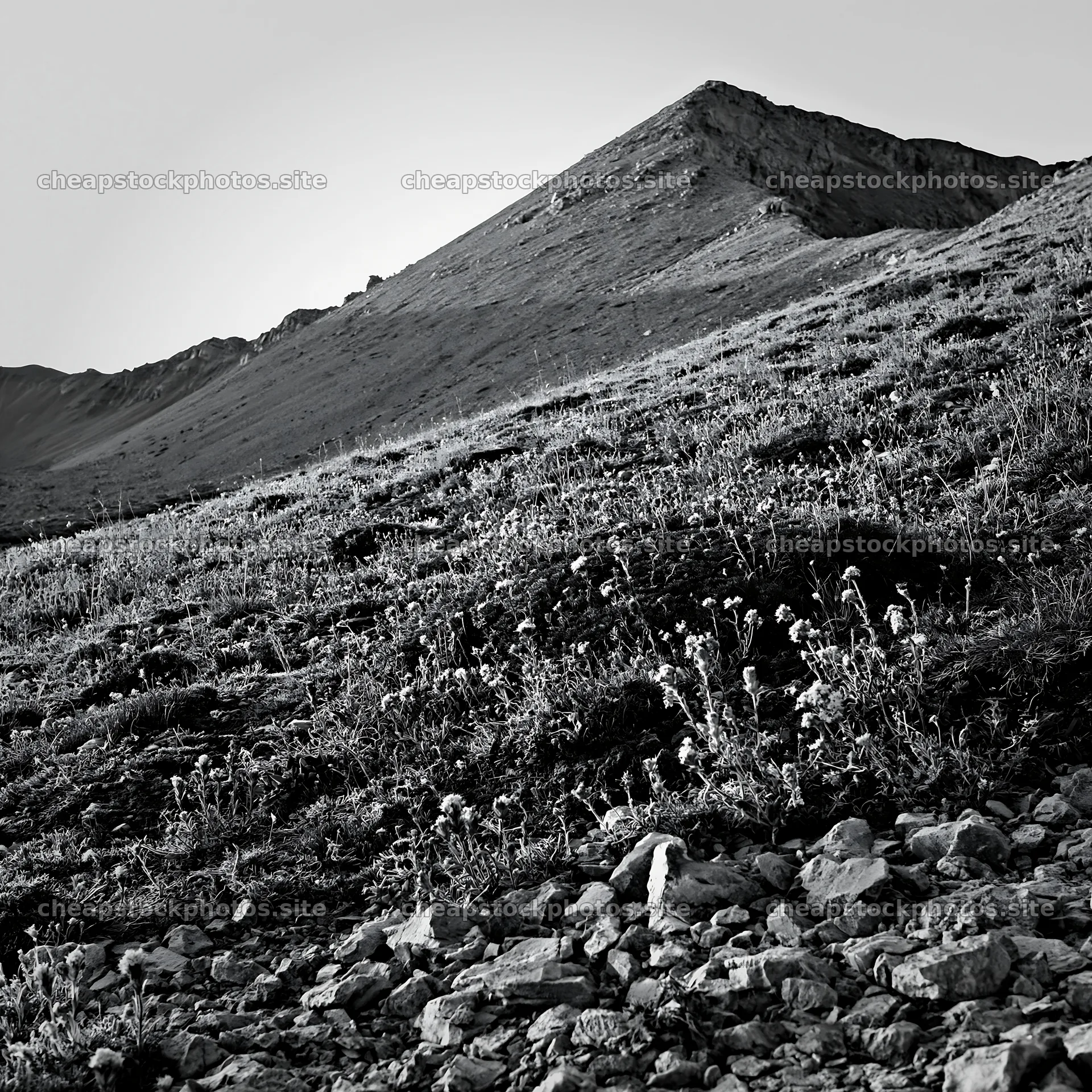 Regenerative meadow landscape with mountain backdrop – stock photos 7938x7938