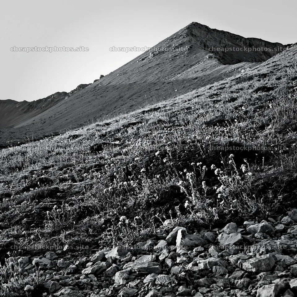 Regenerative meadow landscape with mountain backdrop – stock photos 7938x7938