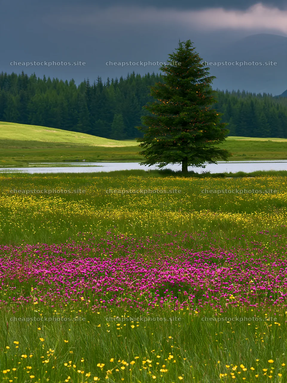 Christmas tree by stream in meadow with flowers and grass – stock photos 6866x9174