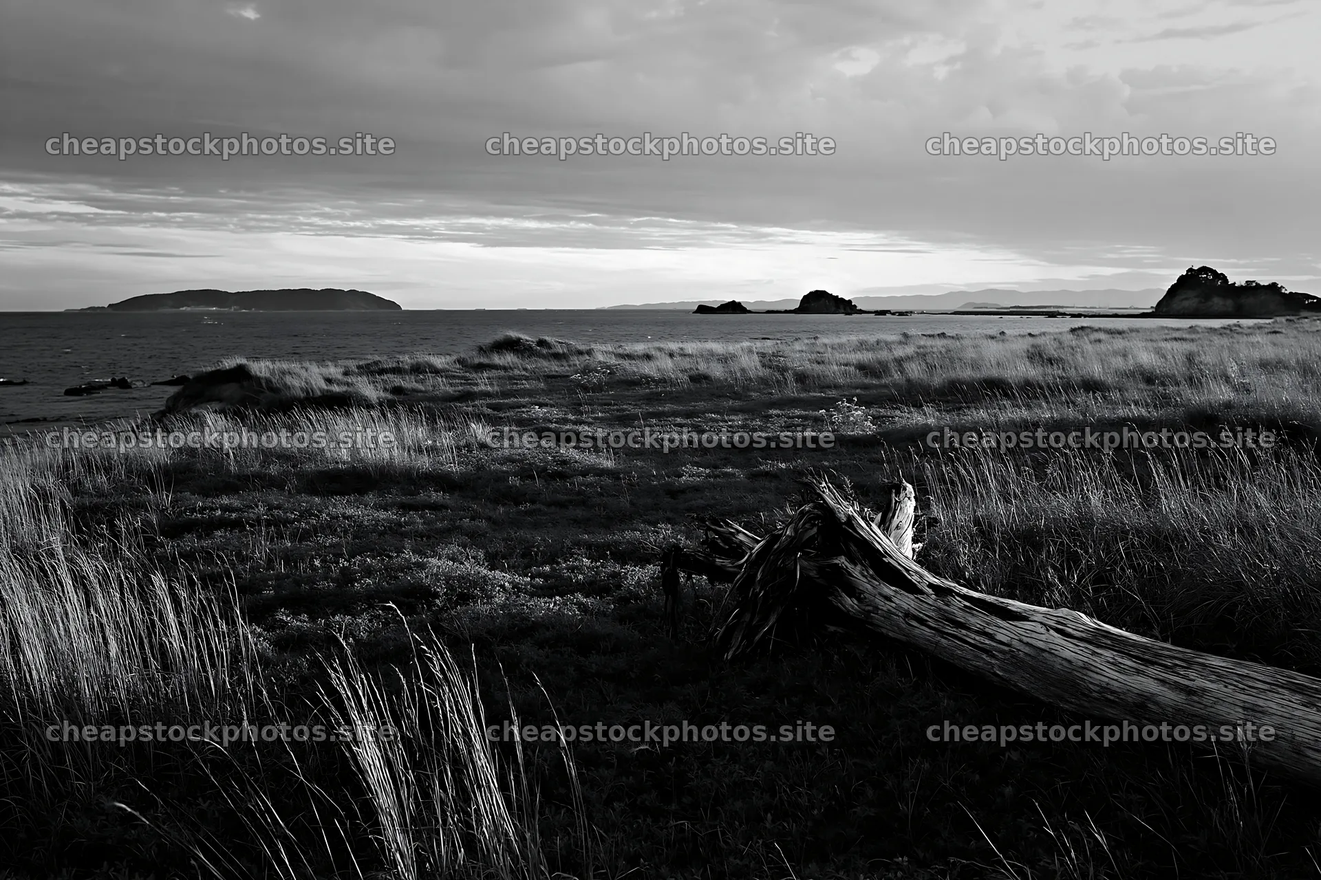 Nagasaki coastal meadow with driftwood in foreground – stock photos 9722x6480