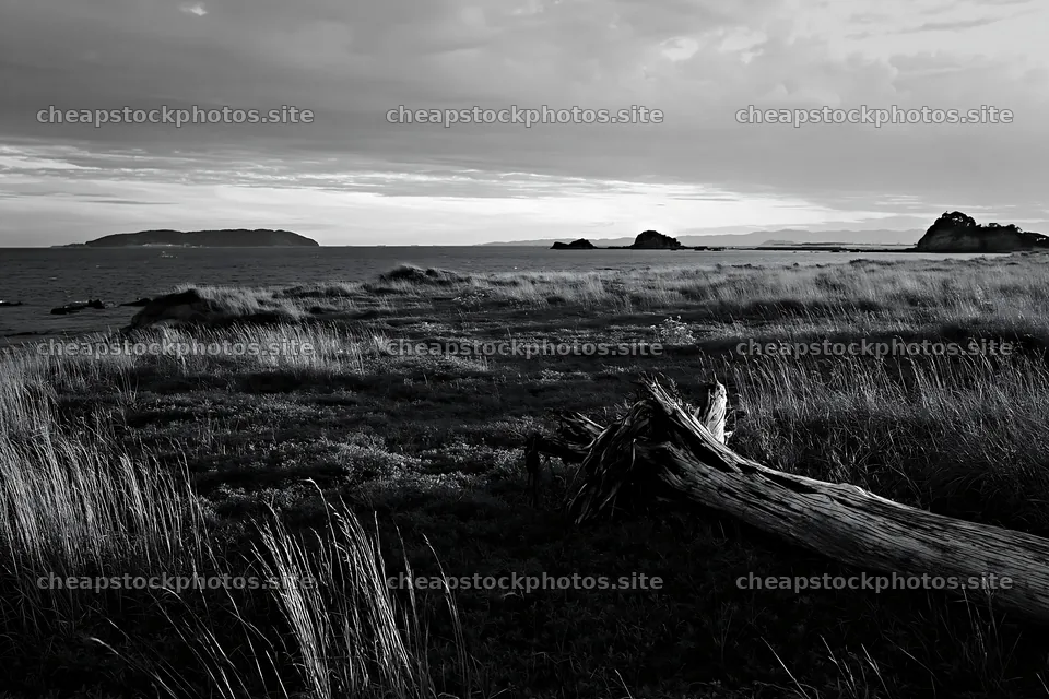 Nagasaki coastal meadow with driftwood in foreground – stock photos 9722x6480