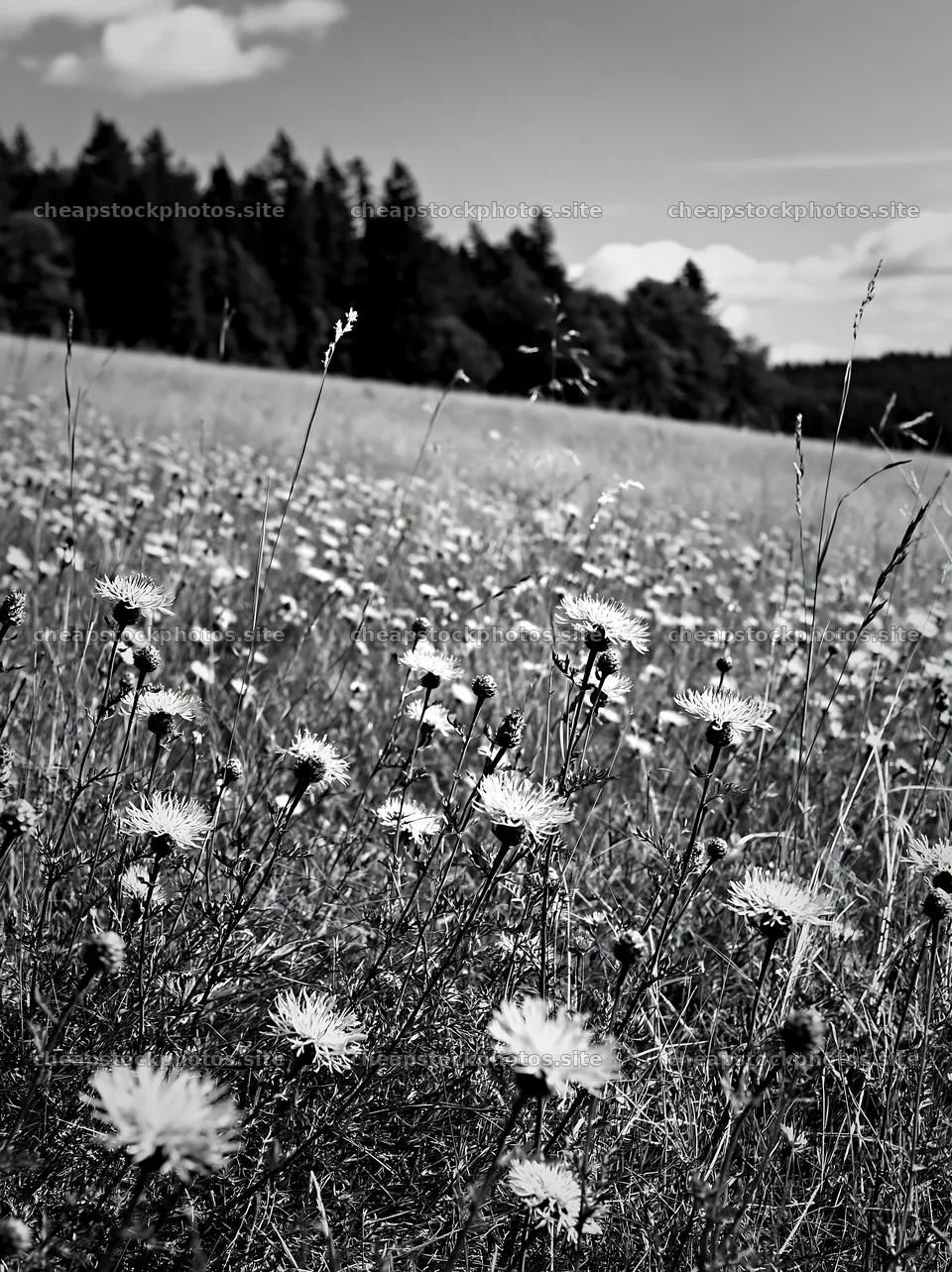 Sunny flowering herb meadow under blue sky – stock photos 6866x9174