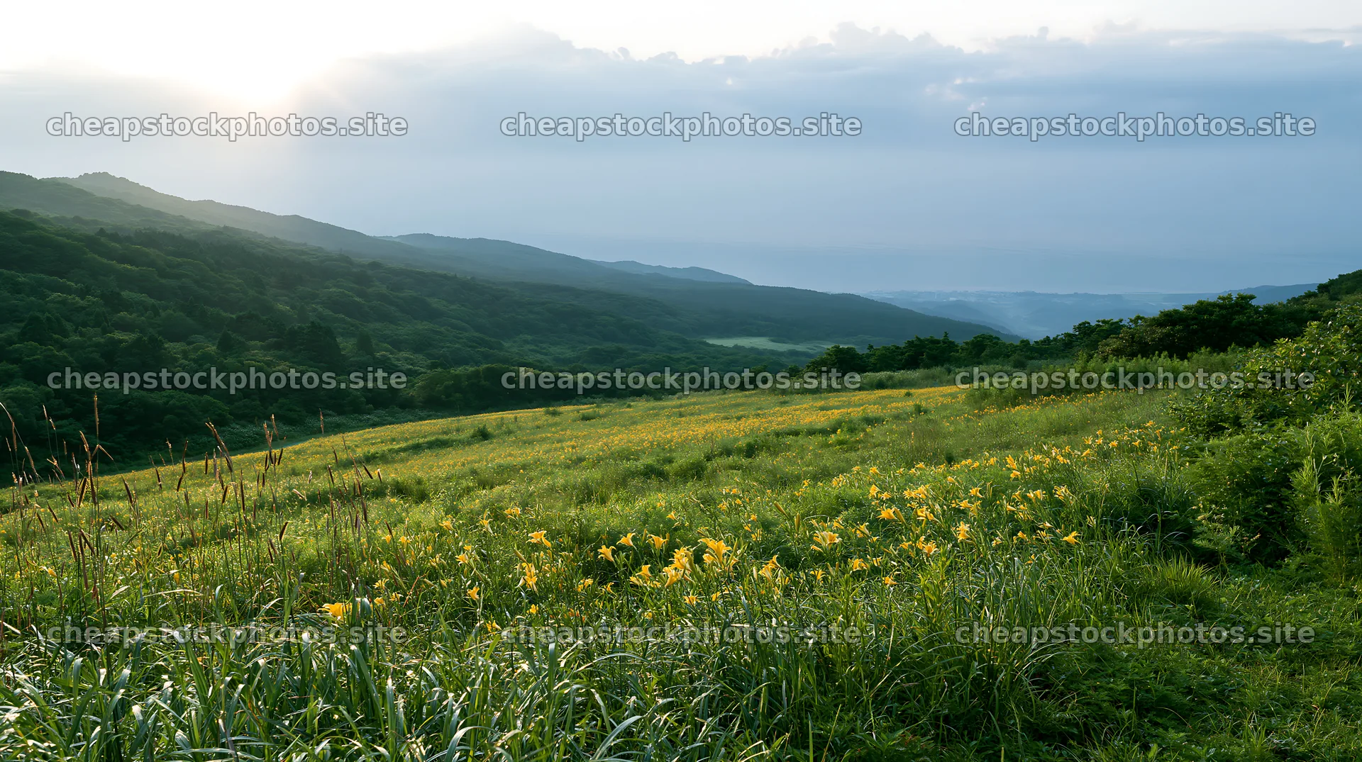 Iwate rain refreshed meadow seedhead foreground – stock photos 10608x5938