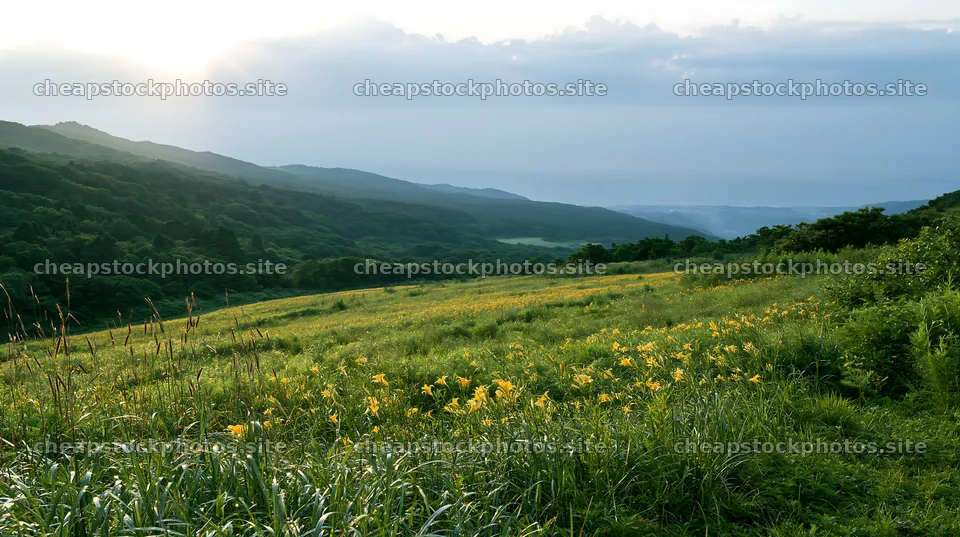 Iwate rain refreshed meadow seedhead foreground – stock photos 10608x5938