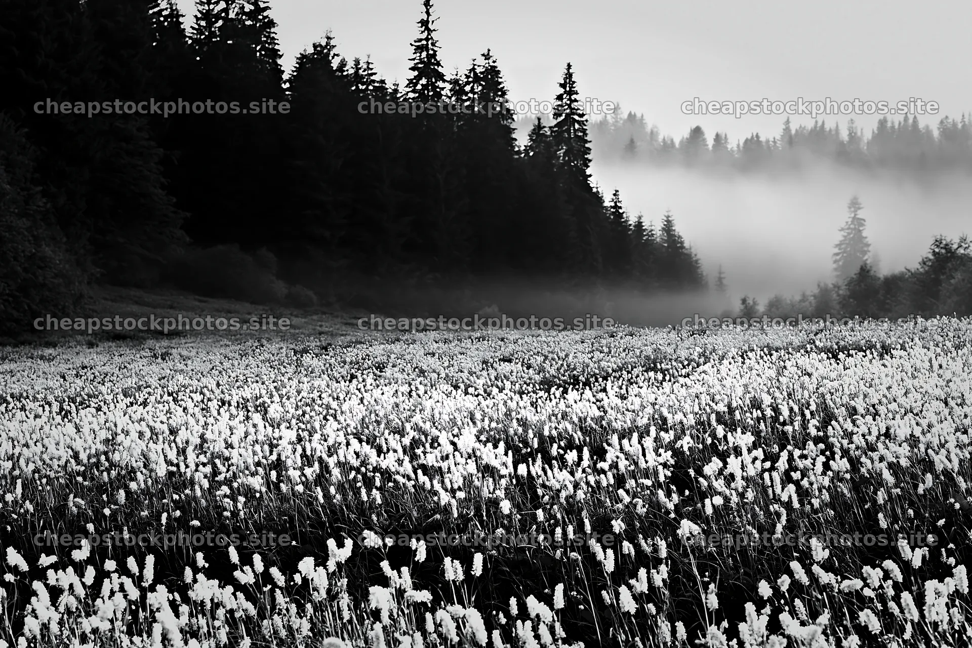 Meadow whiteout with fog and tall grass in the morning light – stock photos 9722x6480