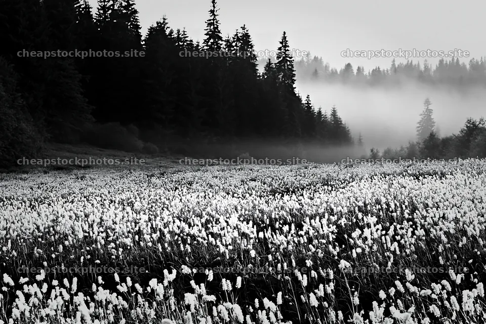 Meadow whiteout with fog and tall grass in the morning light – stock photos 9722x6480