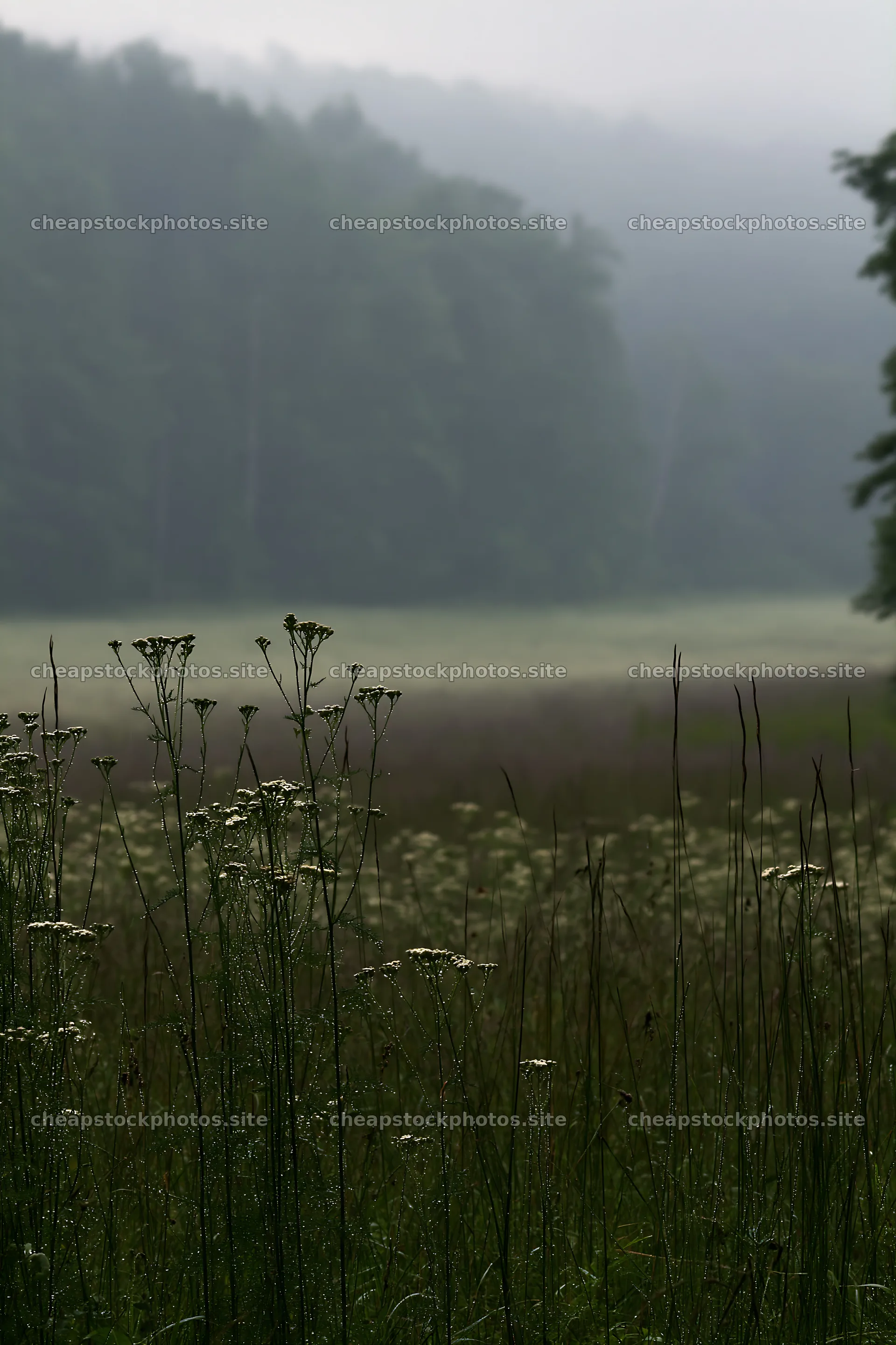 Hungarian meadow along wooded valley in misty weather – stock photos 6480x9722