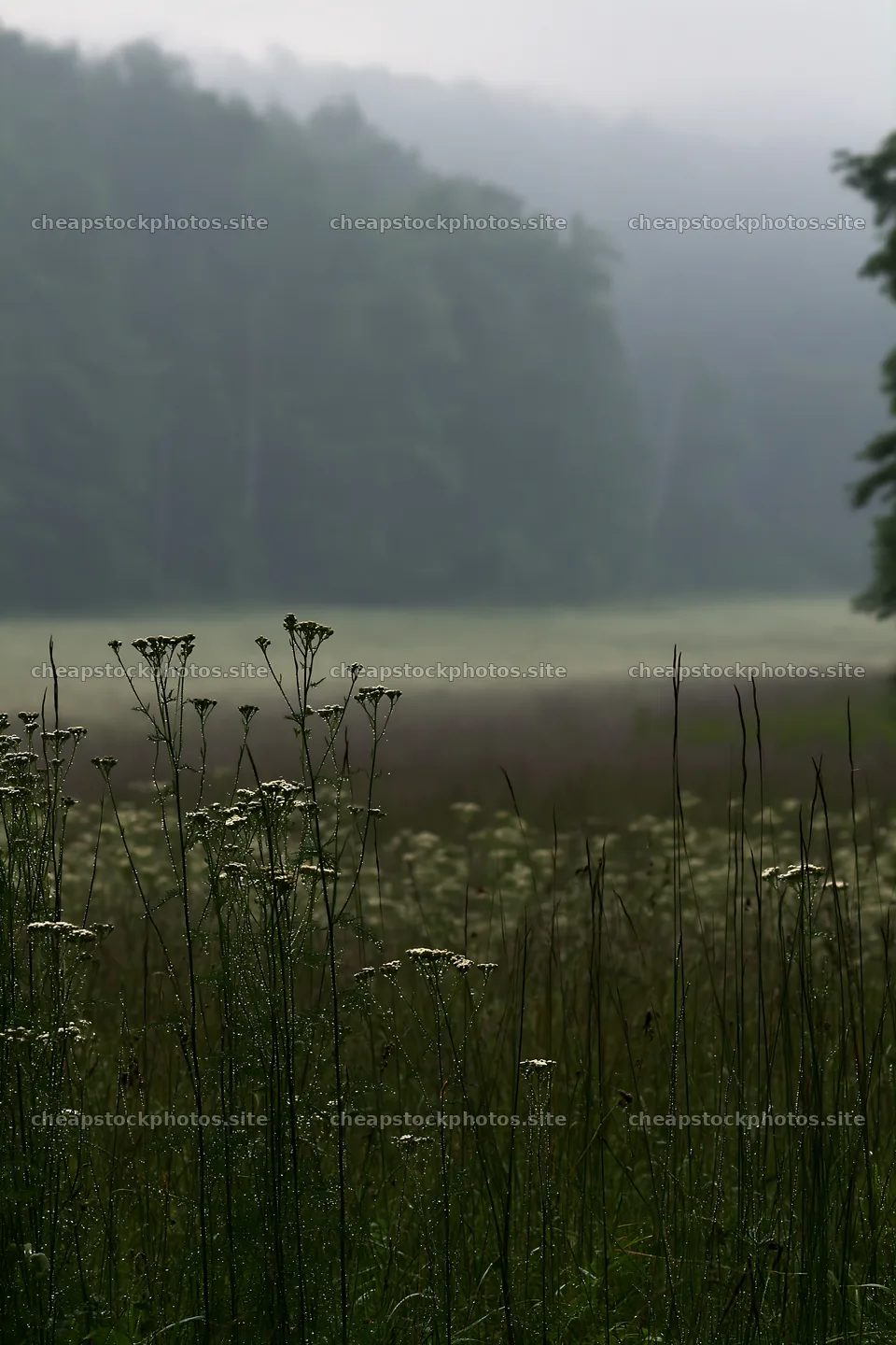 Hungarian meadow along wooded valley in misty weather – stock photos 6480x9722