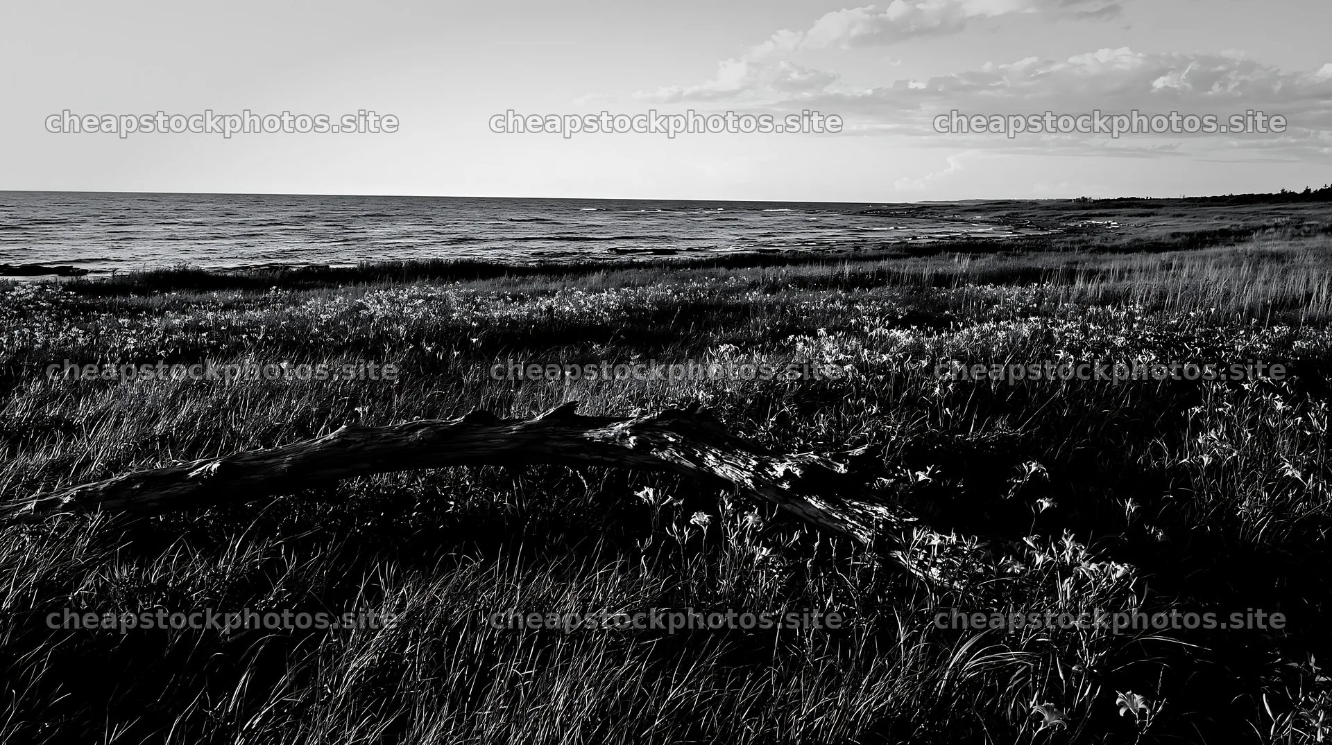 Chiba coastal climate meadow with driftwood in foreground – stock photos 10608x5938
