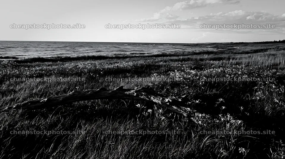 Chiba coastal climate meadow with driftwood in foreground – stock photos 10608x5938