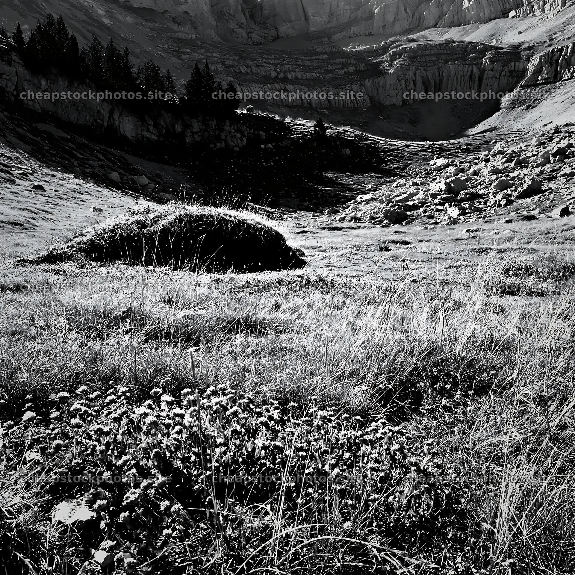 Climate-resilient meadow in a mountainous area with rocky terrain – stock photos 7938x7938