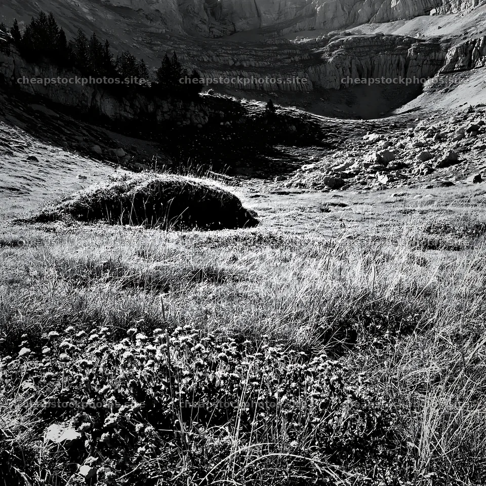 Climate-resilient meadow in a mountainous area with rocky terrain – stock photos 7938x7938
