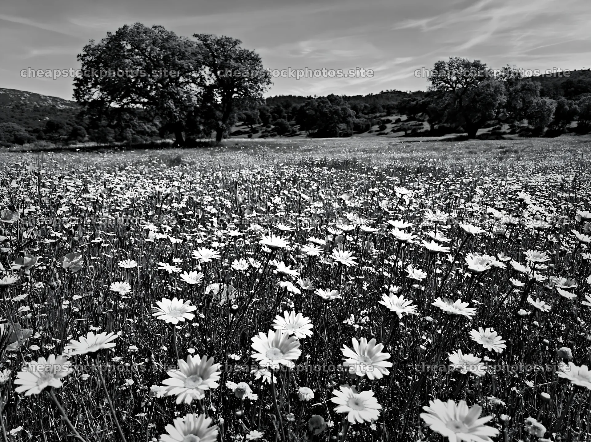 Regenerative meadow filled with wildflowers and greenery – stock photos 9174x6866