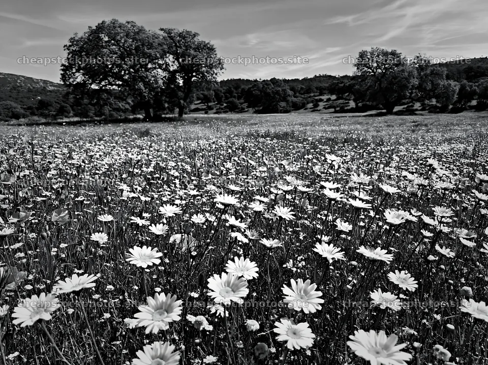 Regenerative meadow filled with wildflowers and greenery – stock photos 9174x6866
