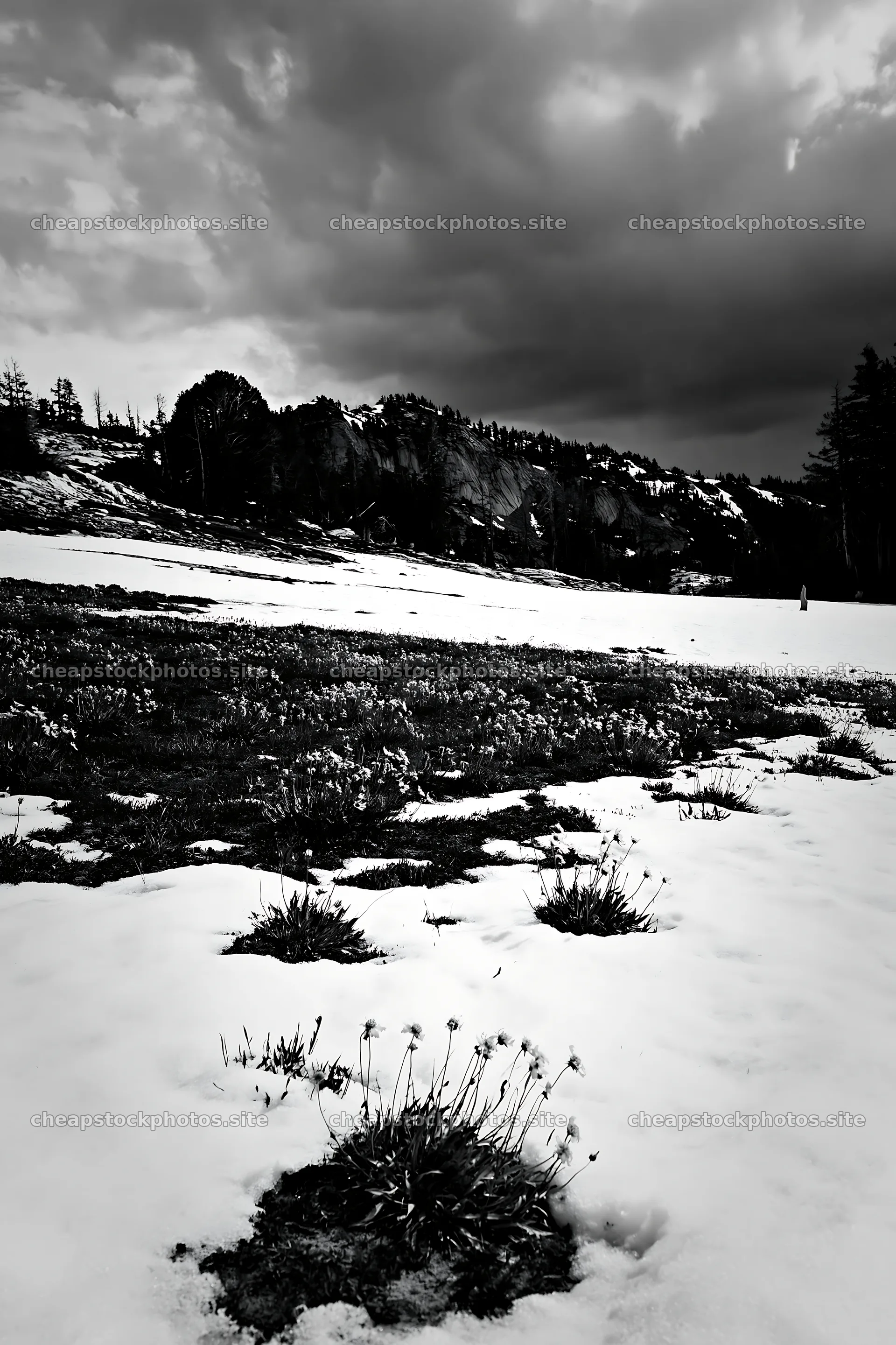 Snowbound meadow with lingering flowers under dark clouds – stock photos 6480x9722