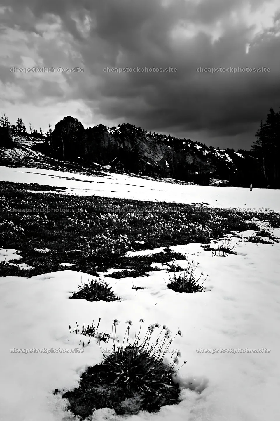 Snowbound meadow with lingering flowers under dark clouds – stock photos 6480x9722