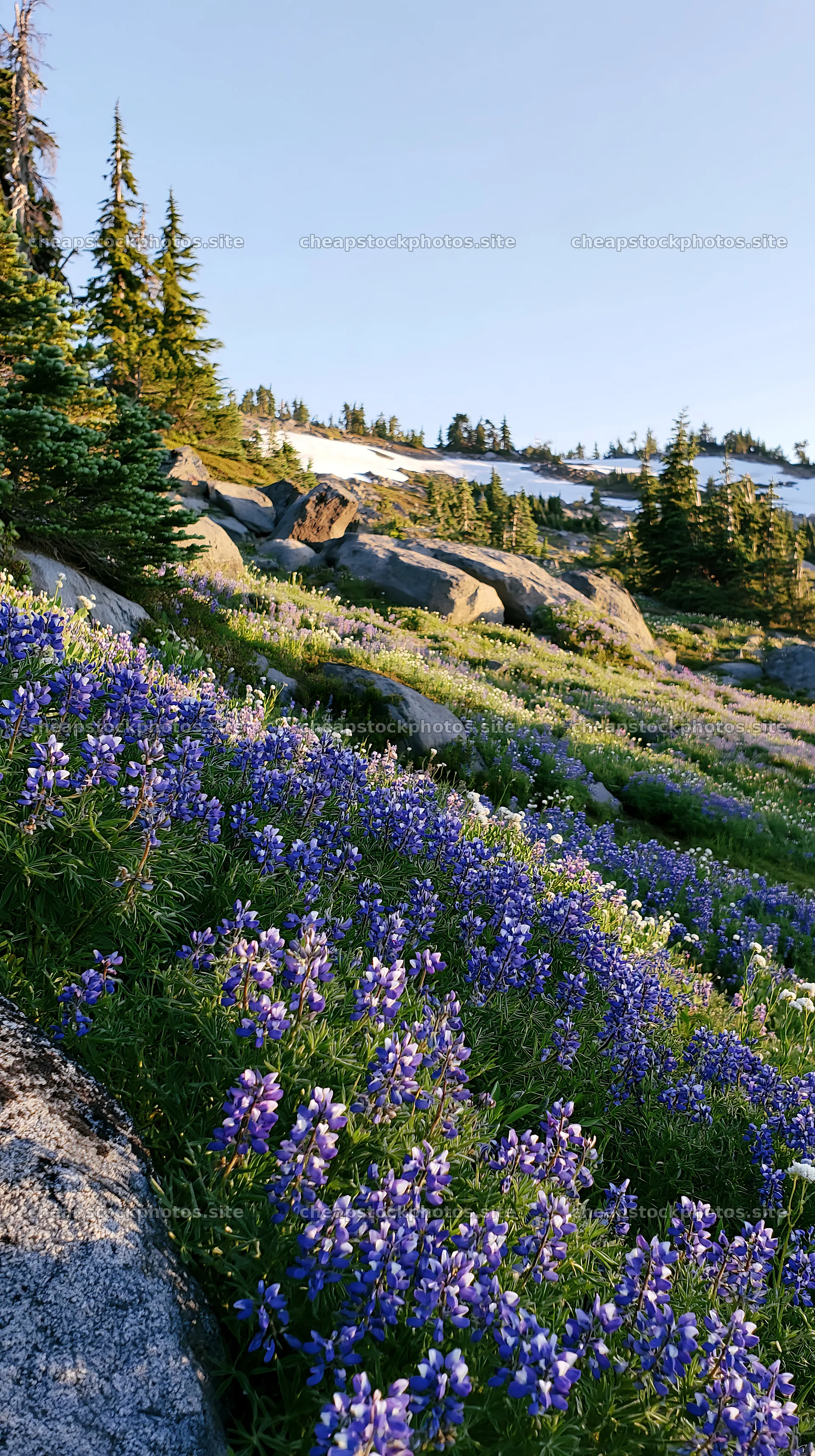 Meadow with boulders and wildflowers under clear blue sky – stock photos 5938x10608