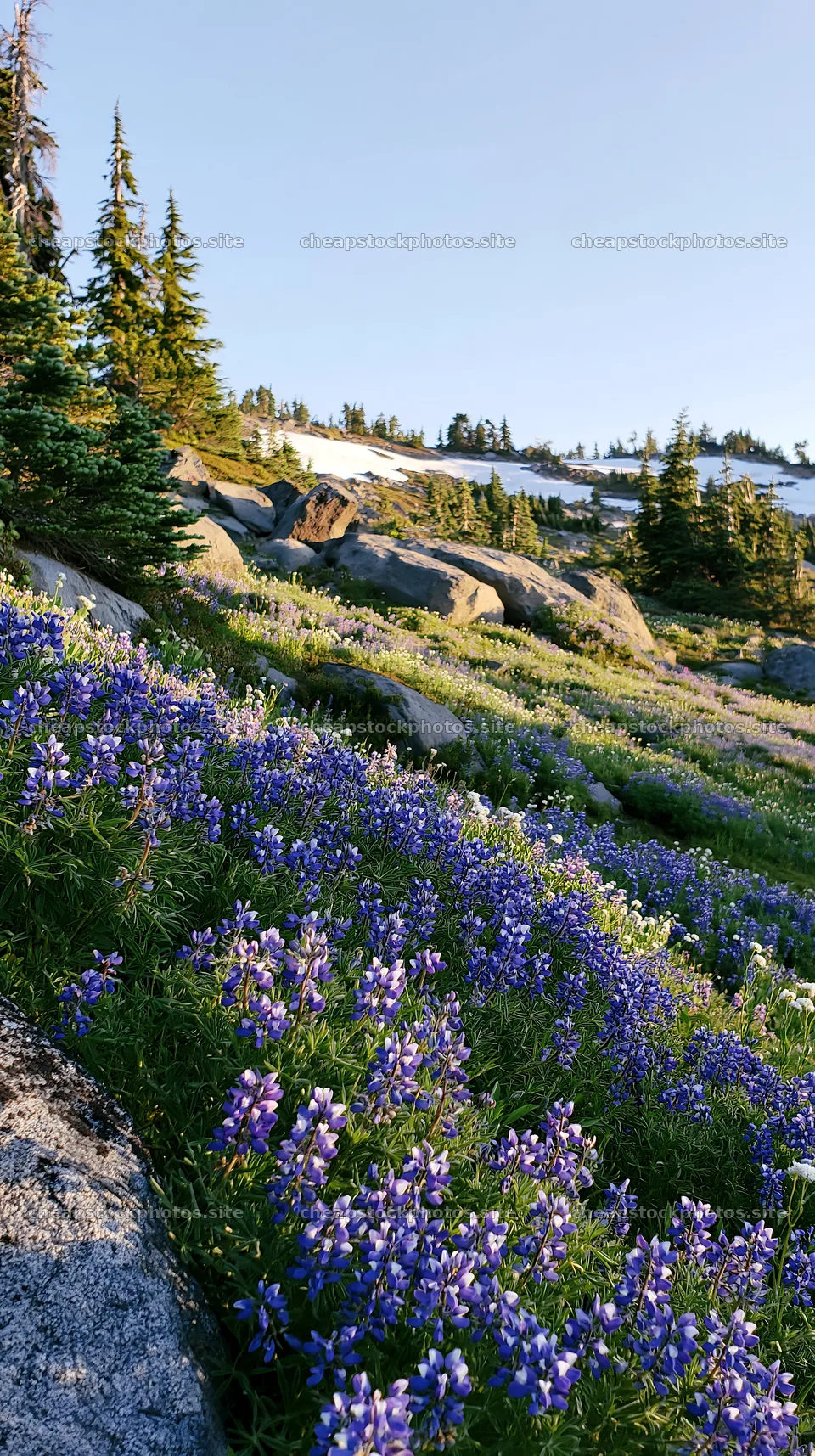 Meadow with boulders and wildflowers under clear blue sky – stock photos 5938x10608