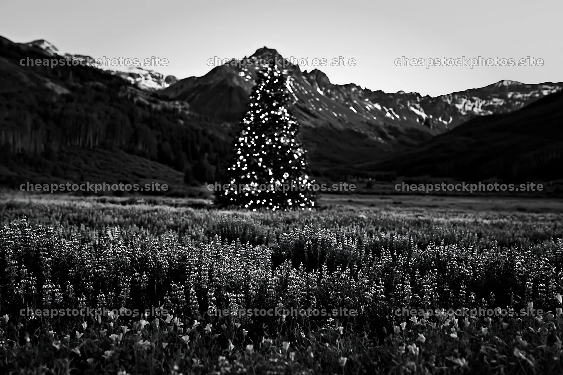 Christmas tree in mountain valley meadow during winter – stock photos 9722x6480