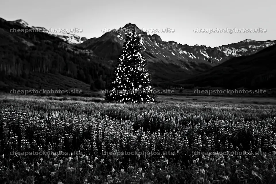 Christmas tree in mountain valley meadow during winter – stock photos 9722x6480