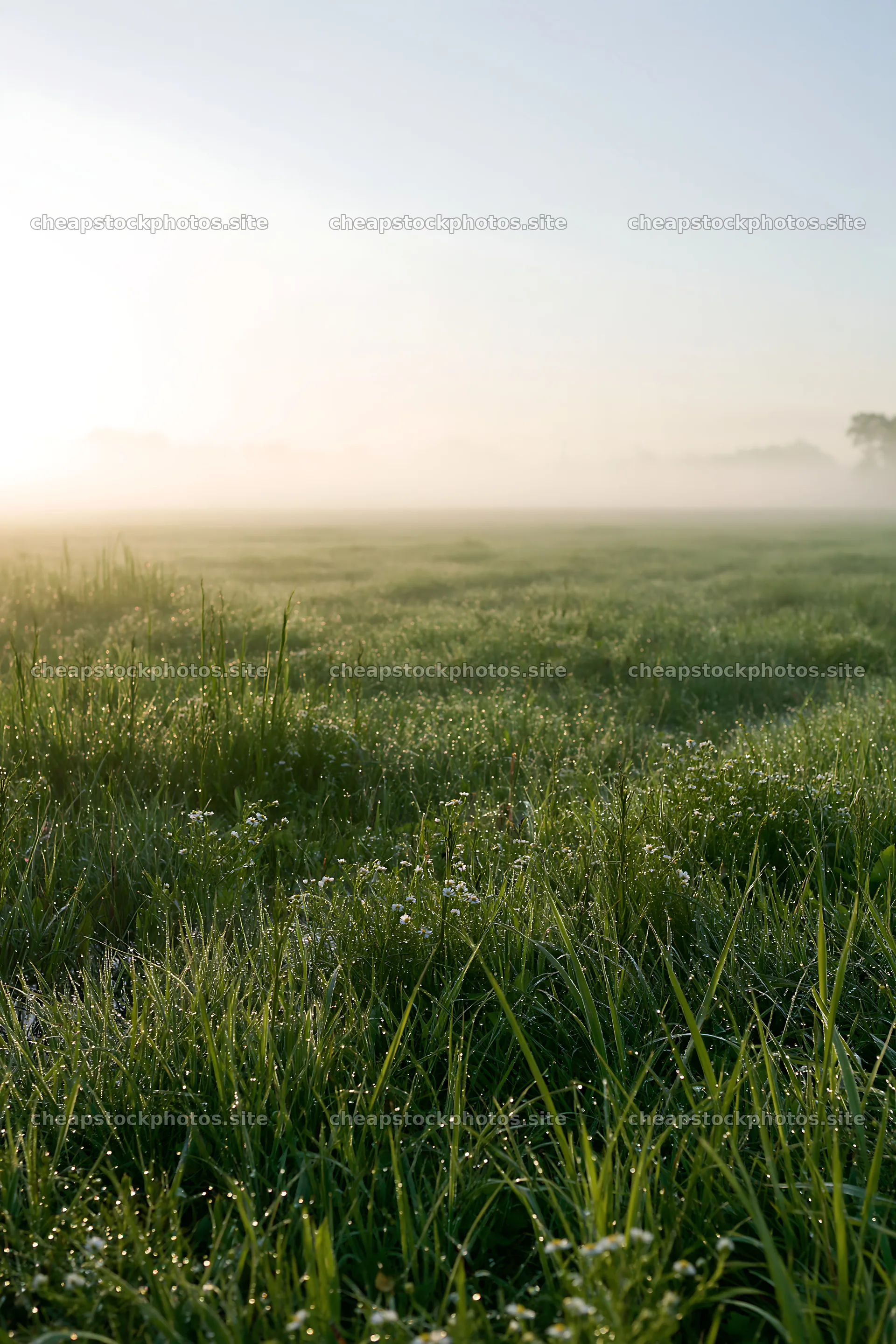 Morning dew in Niigata floodplain restoration meadow – stock photos 6480x9722