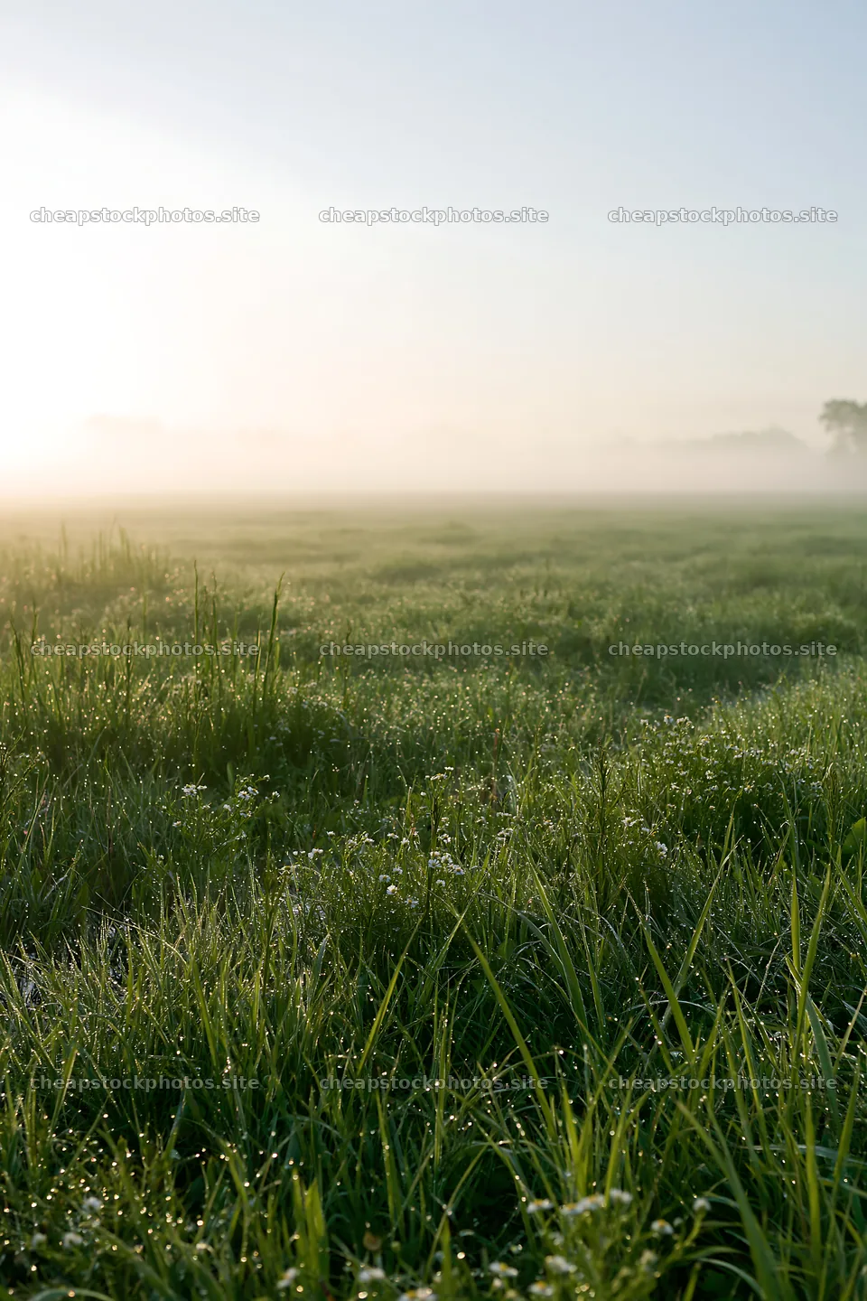 Morning dew in Niigata floodplain restoration meadow – stock photos 6480x9722