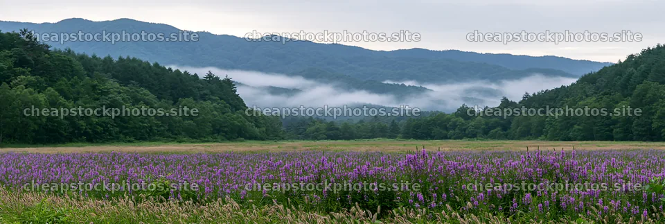 Iwate rain refreshed meadow seedhead foreground – stock photos 13690x4602
