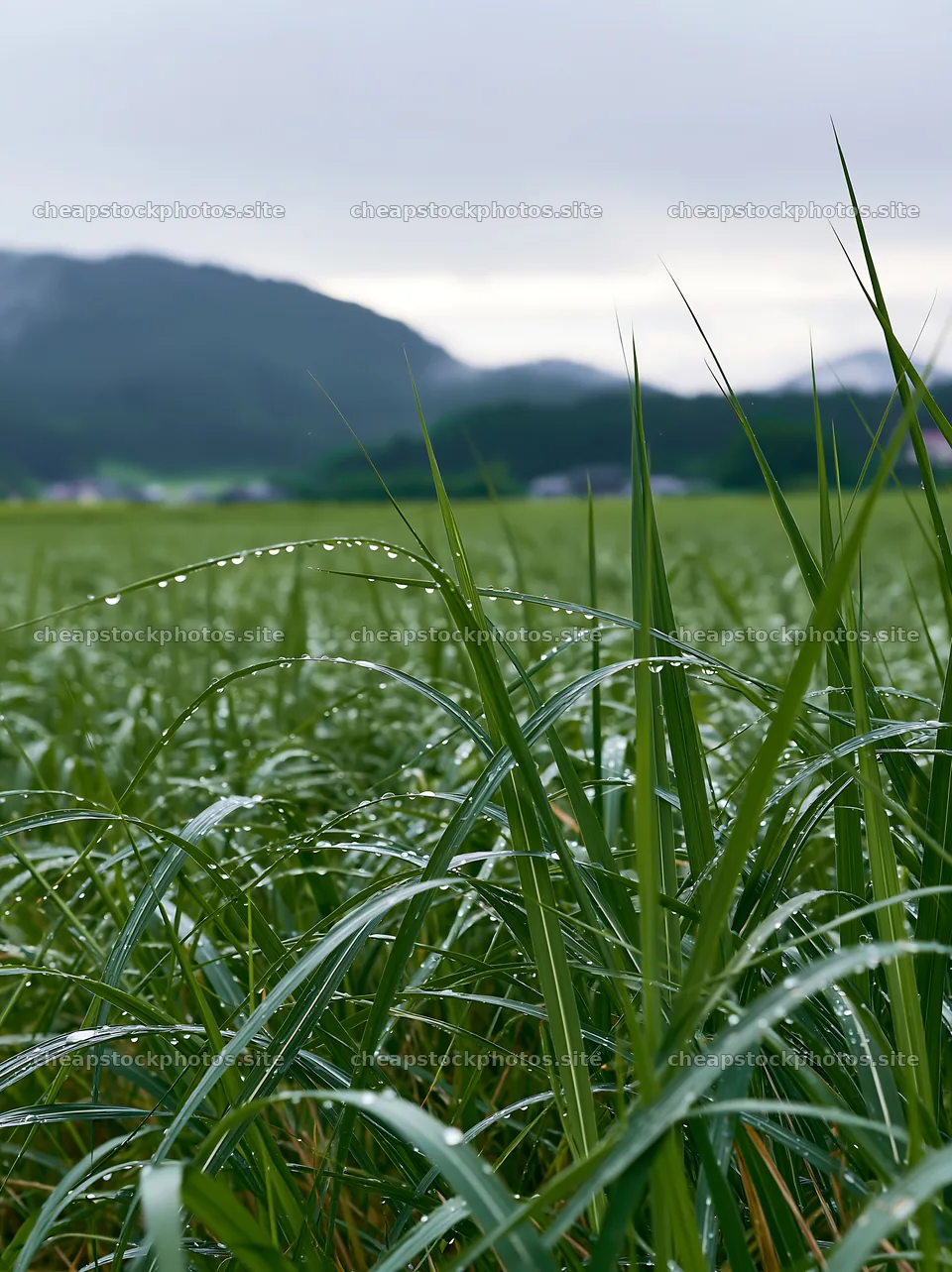 Fukui native grass meadow with rain droplets in fields – stock photos 6866x9174